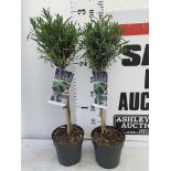 TWO STANDARD LAVANDER PLANTS IN 3 LTR POTS 80CM TALL PLUS VAT TO BE SOLD FOR THE TWO