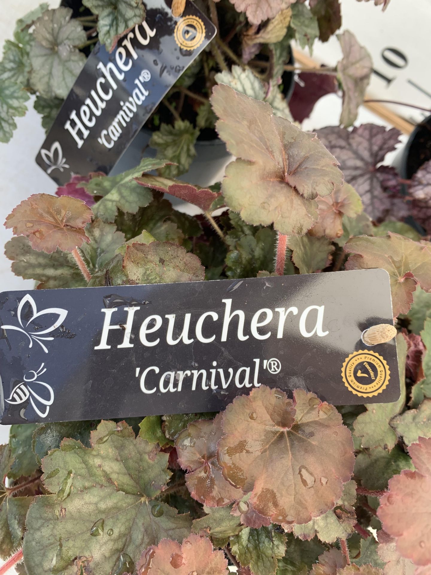 THREE HEUCHERA 'CARNIVAL' IN 2 LTR POTS PLUS VAT TO BE SOLD FOR THE THREE - Image 7 of 8