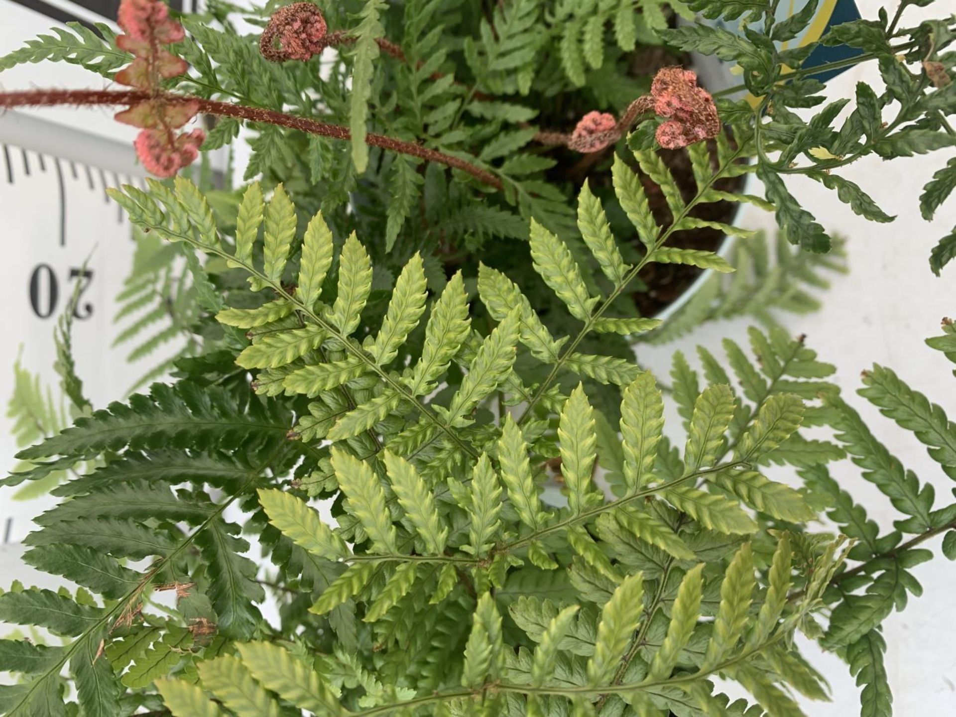 TWO FERNS 'DRYOPTERIS ERYTHROSORA' AND 'DRYOPTERIS AFFINIS' IN 2 LTR POTS APPROX 40CM IN HEIGHT PLUS - Bild 6 aus 8