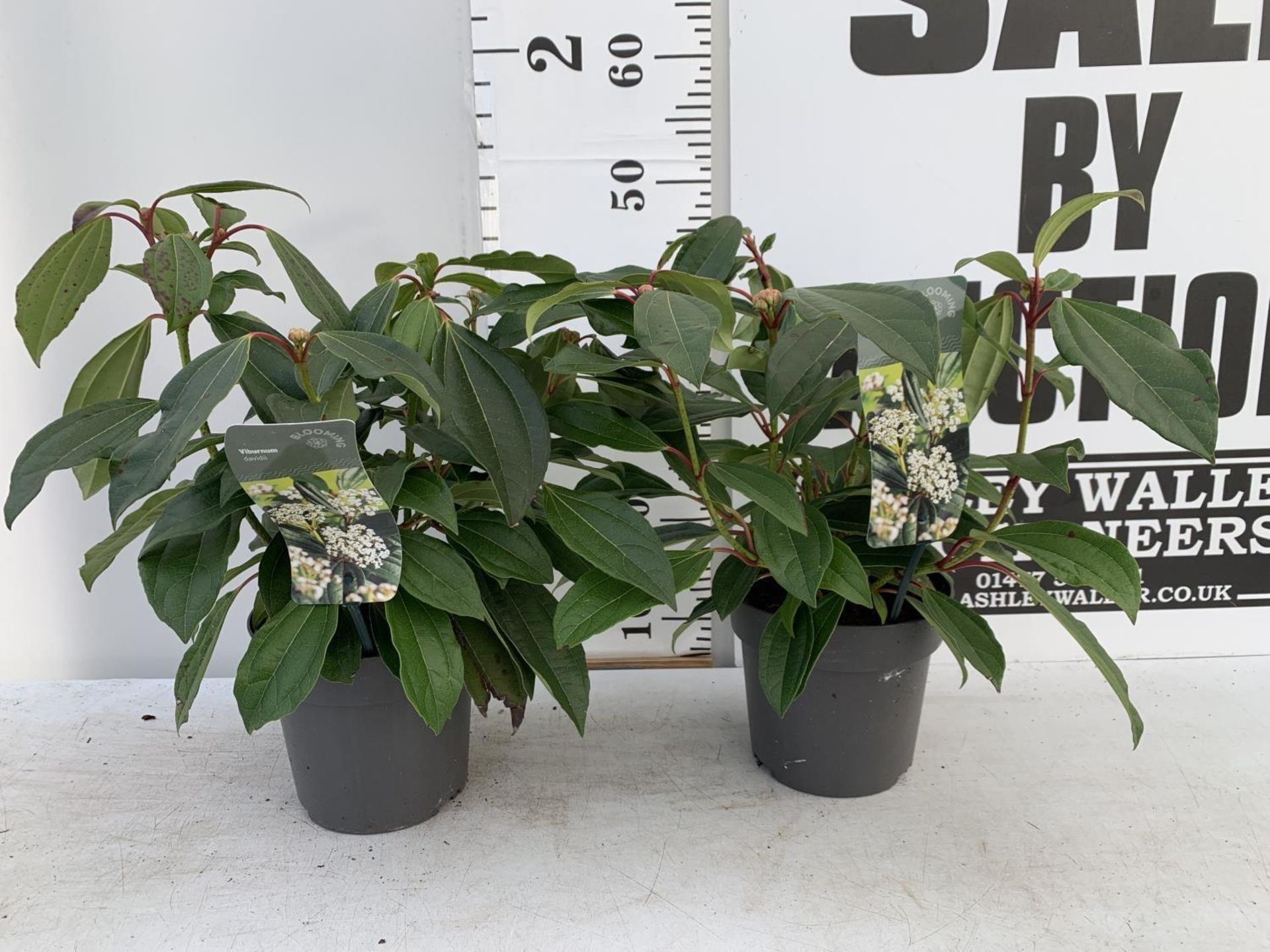 TWO VIBURNUM 'DAVIDII' IN 2LTR POTS APPROX 40CM IN HEIGHT TO BE SOLD FOR THE TWO PLUS VAT - Image 2 of 8