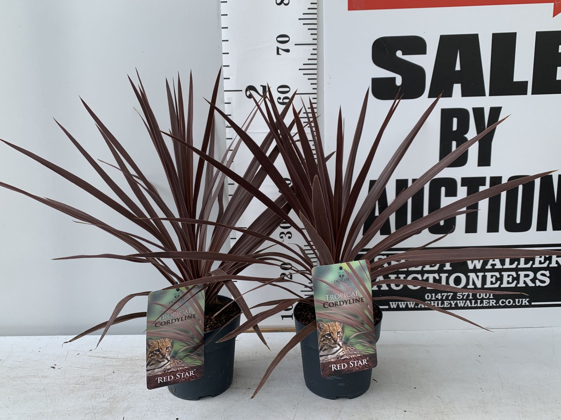 TWO CORDYLINE AUSTRALIS RED STAR IN 2 LTR POTS HEIGHT 60CM PLUS VAT TO BE SOLD FOR THE TWO