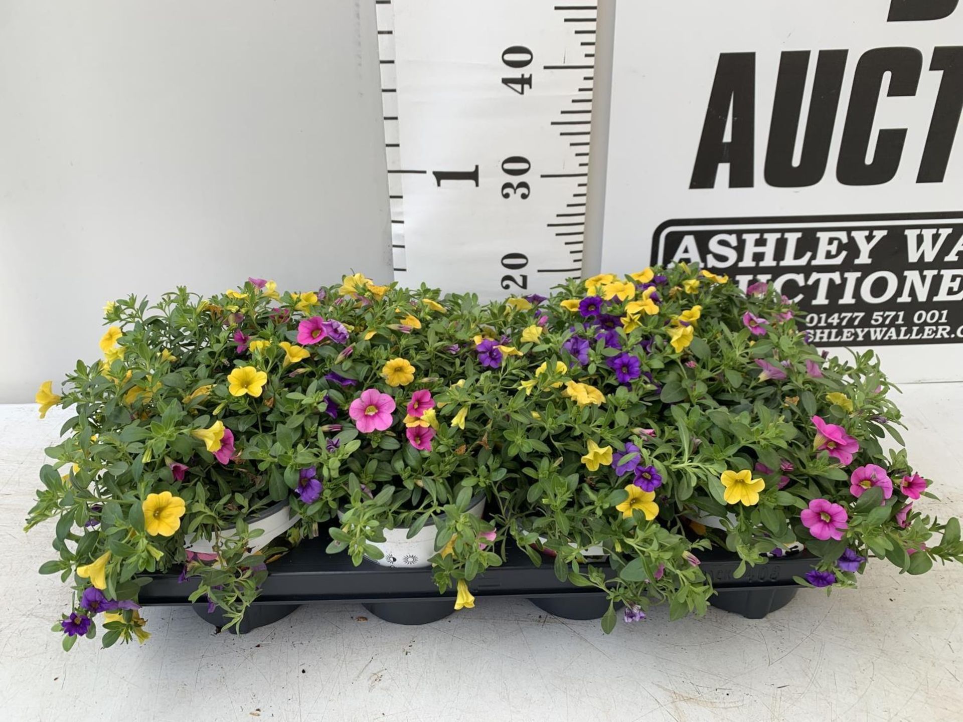 EIGHT POTS CALIBRACHOA TRIOBELLS IN 2 LTR POTS PLUS VAT TO BE SOLD FOR THE EIGHT - Image 4 of 8