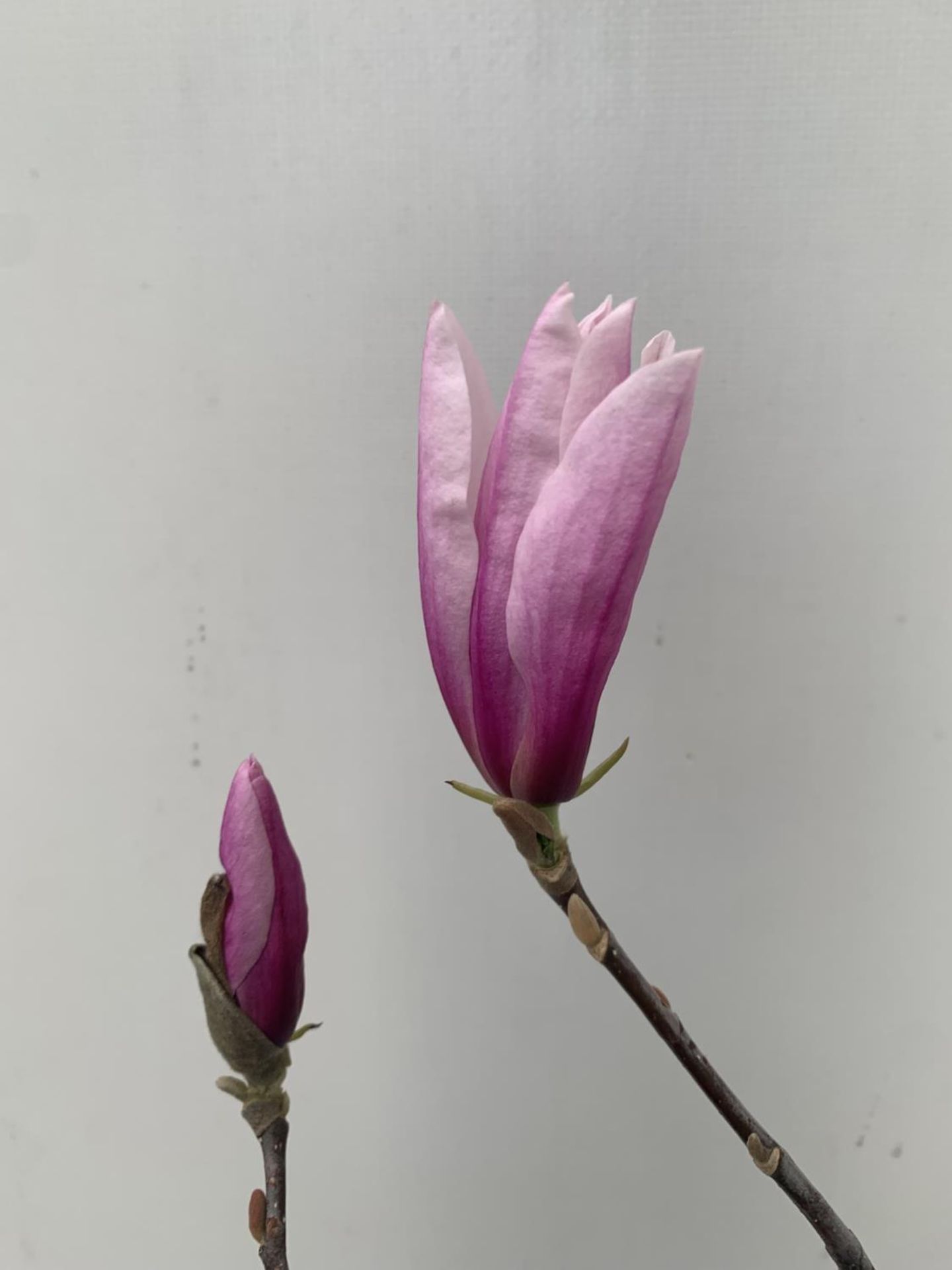 ONE MAGNOLIA PINK 'BETTY' APPROX 120CM IN HEIGHT IN 7 LTR POT PLUS VAT - Image 6 of 12