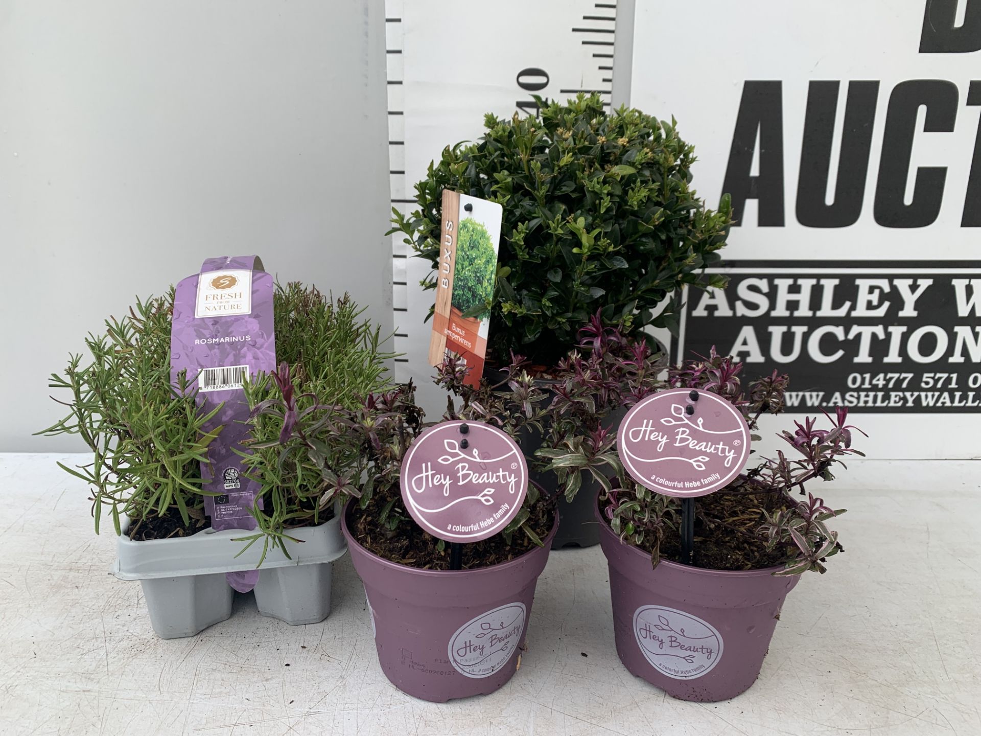MIXED LOT OF PLANTS - ONE BUXUS SEMPERVIRENS IN A 2 LTR POT, SIX ROSEMARY PLUG PLANTS IN A CARRY