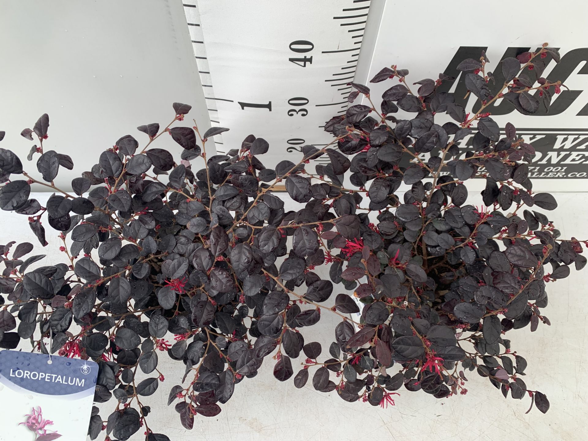 TWO LOROPETALUM CHINESE 'BLACK PEARL' APPROX 45CM IN HEIGHT IN 2 LTR POTS PLUS VAT TO BE SOLD FOR - Bild 3 aus 12
