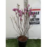 A LARGE MAGNOLIA PINK 'SUSAN' TREE OVER 2 METRES IN HEIGHT IN A 10 LTR POT PLUS VAT