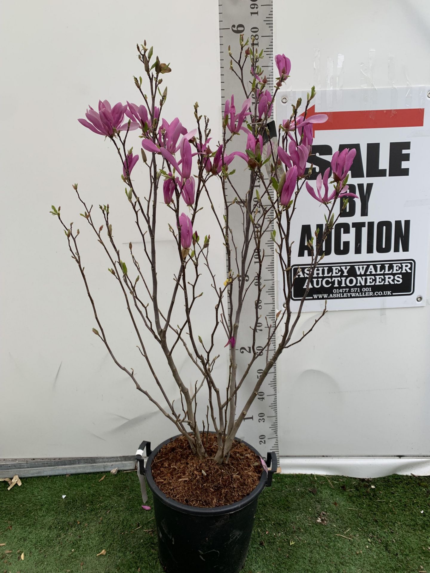 A LARGE MAGNOLIA PINK 'SUSAN' TREE OVER 2 METRES IN HEIGHT IN A 10 LTR POT PLUS VAT