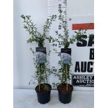 TWO CEANOTHUS CONCHA ON A PYRAMID FRAME 90CM TALL PLUS VAT TO BE SOLD FOR THE TWO