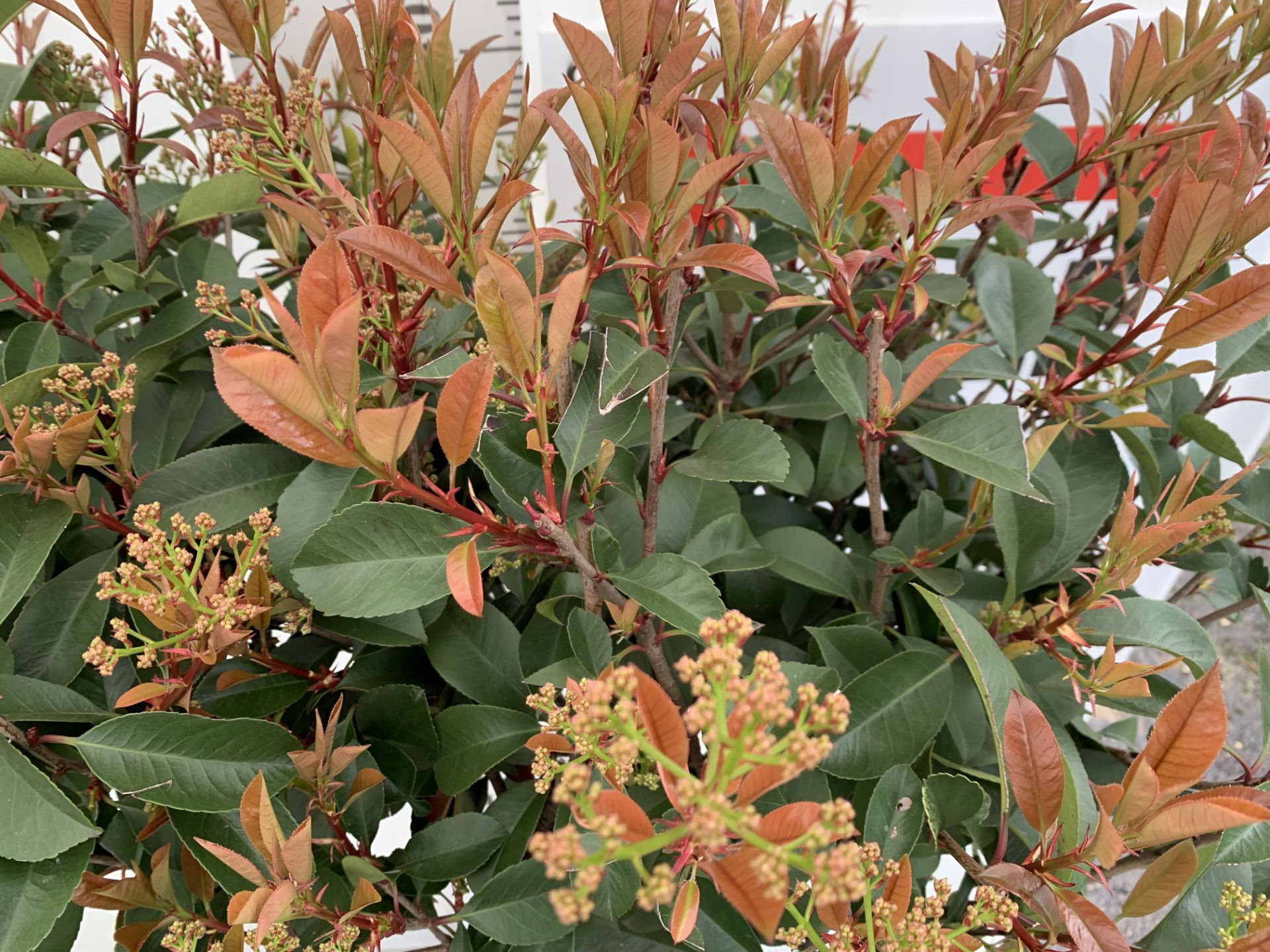 TWO PHOTINIA FRASERI 'RED ROBIN' STANDARD TREES APPROX 180CM IN HEIGHT IN 15 LTR POTS PLUS VAT TO BE - Image 7 of 10