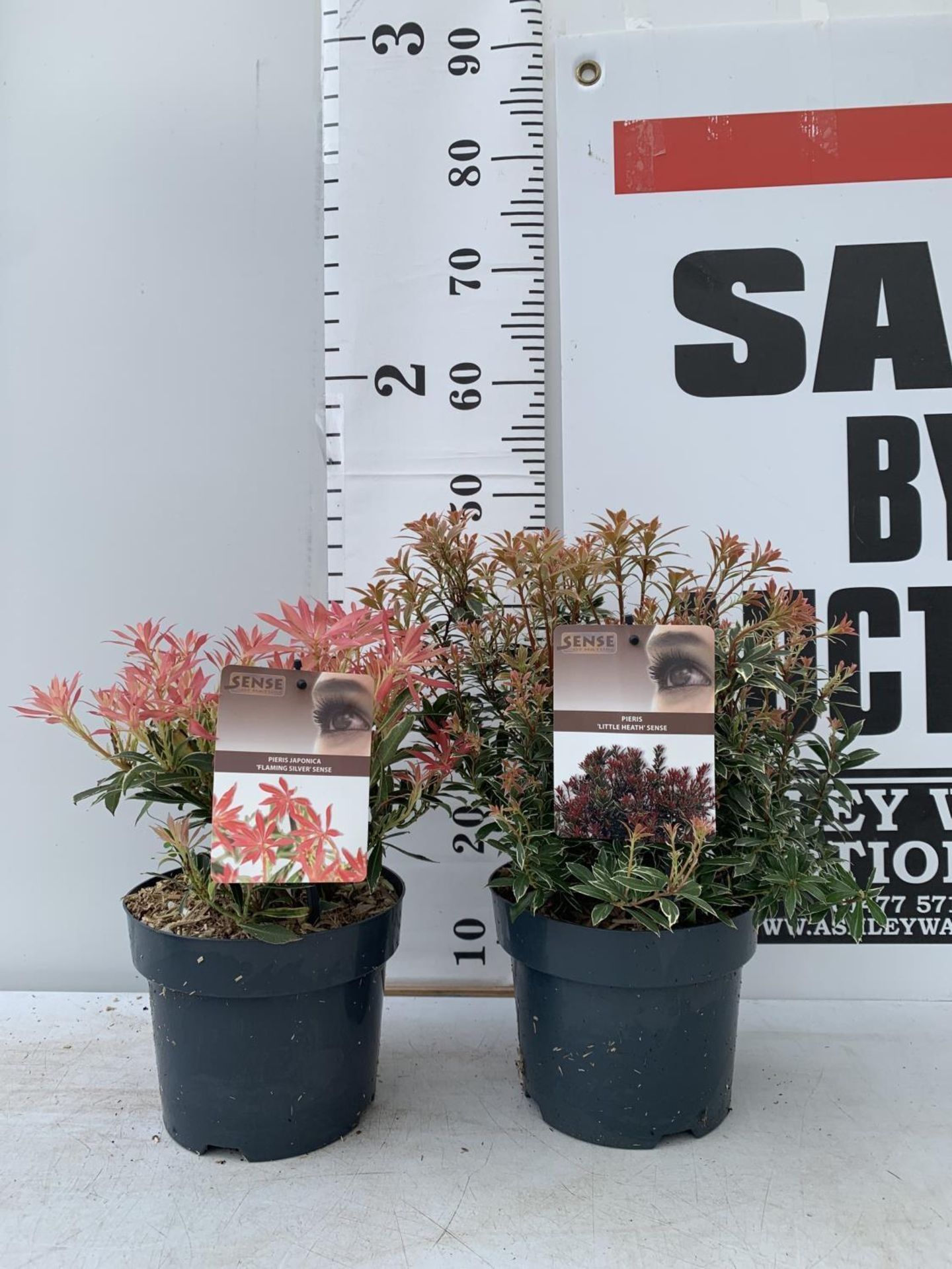 TWO PIERIS JAPONICA LITTLE HEATH AND FLAMING SILVER IN 3 LTR POTS 45CM TALL PLUS VAT TO BE SOLD - Bild 4 aus 10
