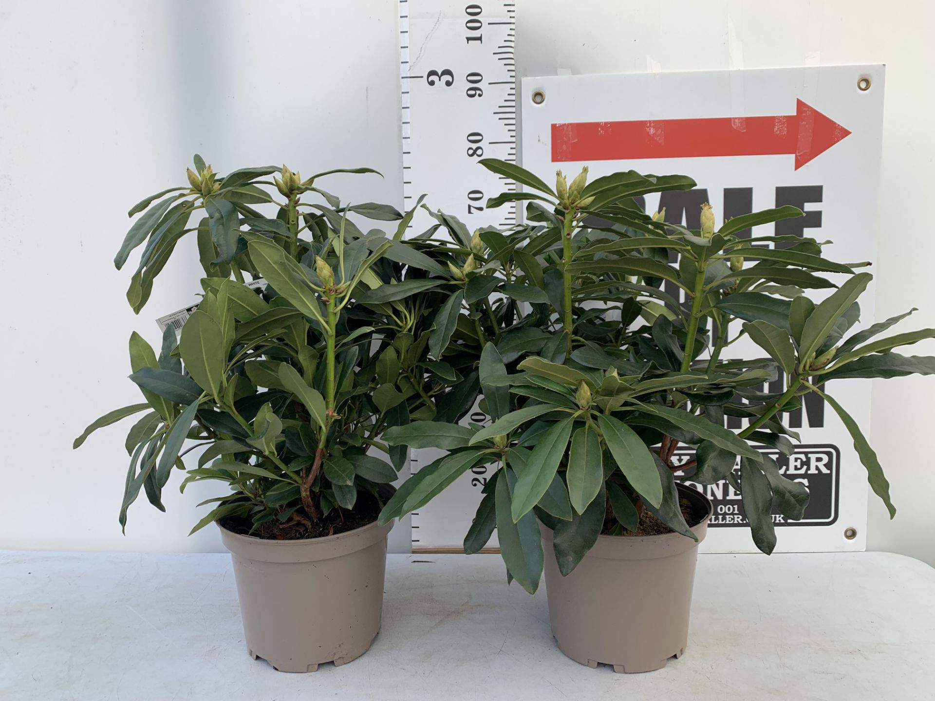 TWO RHODODENDRONS MADAME MASSON WHITE IN 7.5 LTR POTS APPROX 70CM IN HEIGHT PLUS VAT TO BE SOLD