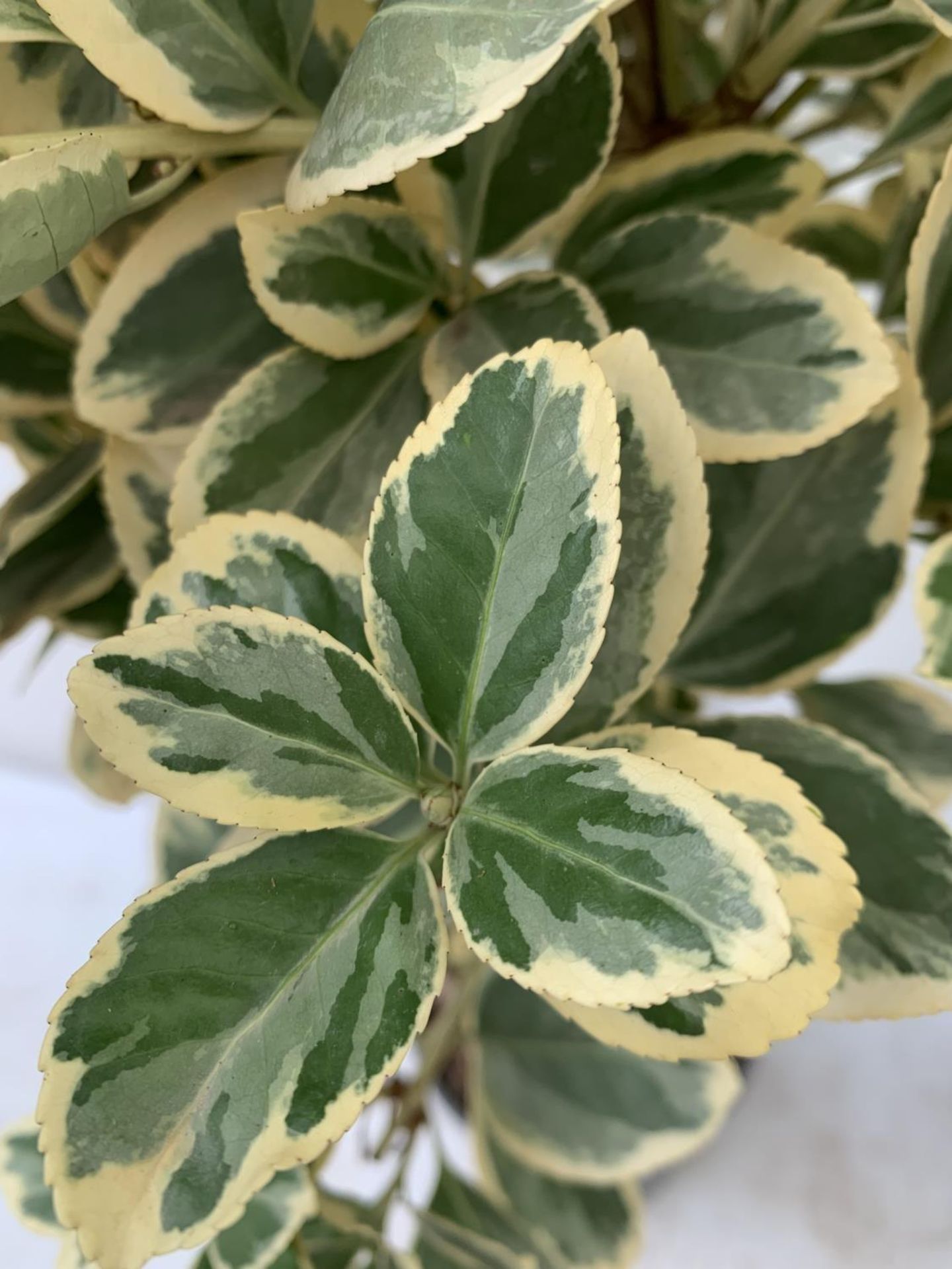 TWO EUONYMUS JAPONICUS STANDARD TREES APPROX 110CM IN HEIGHT IN 5 LTR POTS PLUS VAT TO BE SOLD FOR - Image 8 of 10