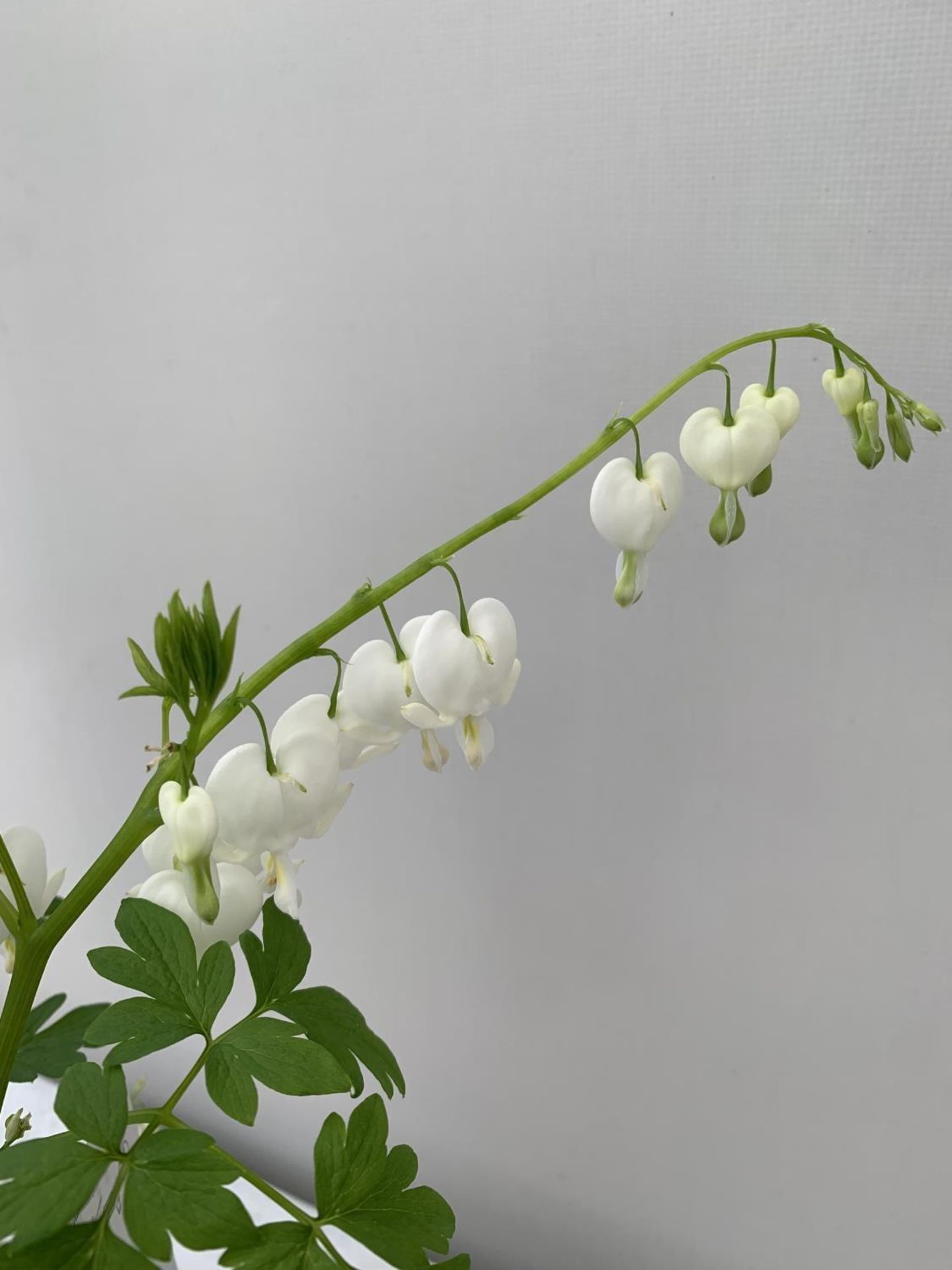 TEN DICENTRA SPECTABILIS 'ALBA' WHITE ON A TRAY PLUS VAT TO BE SOLD FOR THE TEN - Image 8 of 10