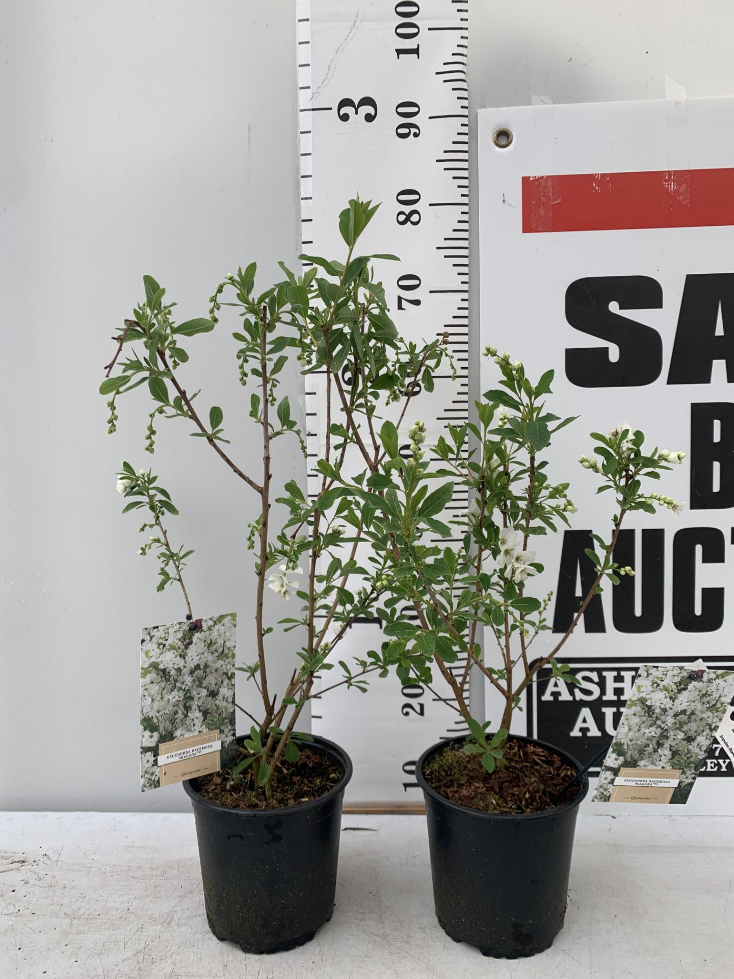 TWO EXOCHORDA RACEMOSA 'NIAGARA' IN 3 LTR POTS APPROX 65CM IN HEIGHT PLUS VAT TO BE SOLD FOR THE TWO