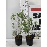 TWO EXOCHORDA RACEMOSA 'NIAGARA' IN 3 LTR POTS APPROX 65CM IN HEIGHT PLUS VAT TO BE SOLD FOR THE TWO