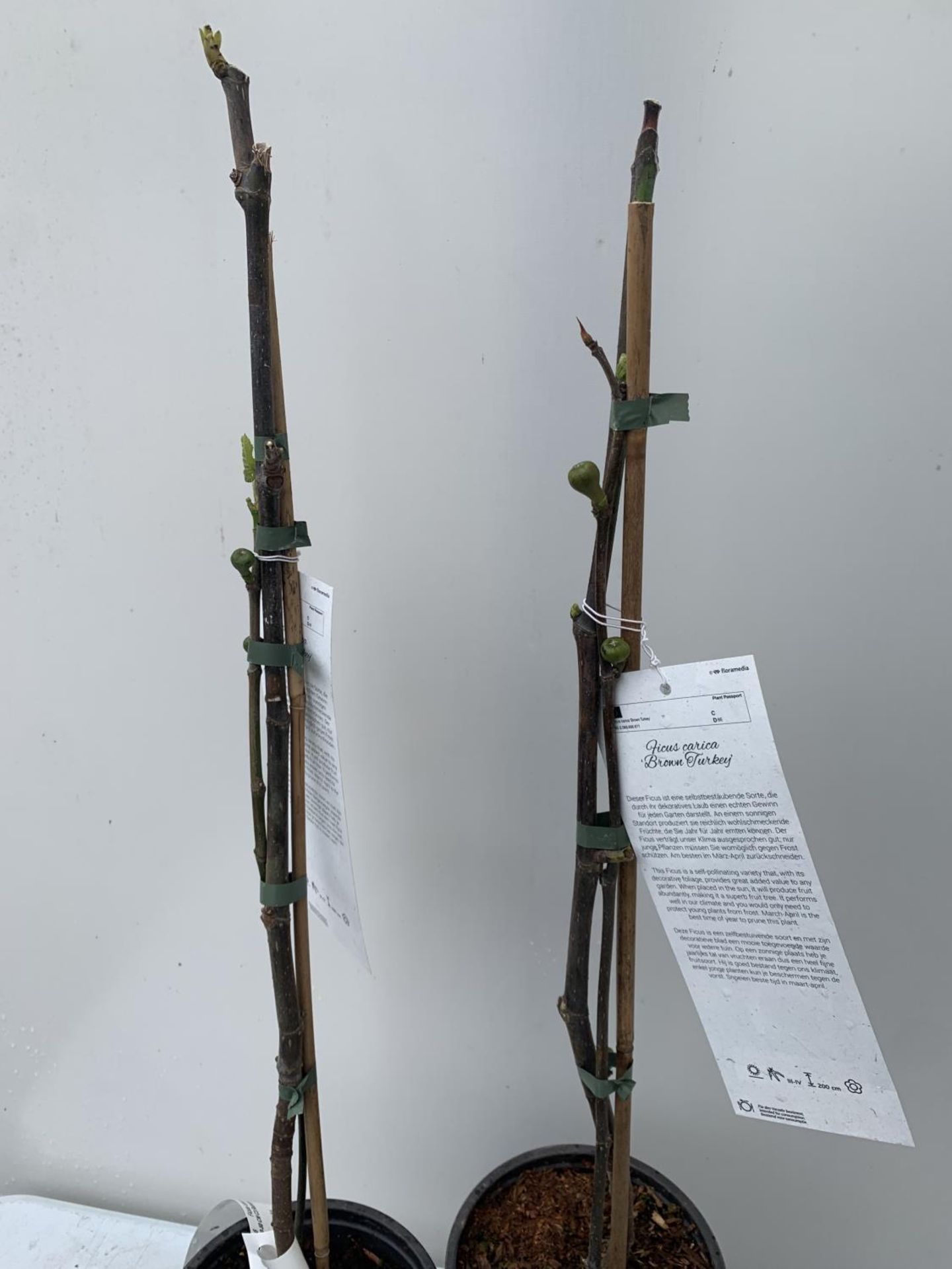 TWO FIGS 'BROWN TURKEY' IN 20CM HIGH POTS APPROX 90CM IN HEIGHT NO VAT TO BE SOLD FOR THE TWO - Image 4 of 10