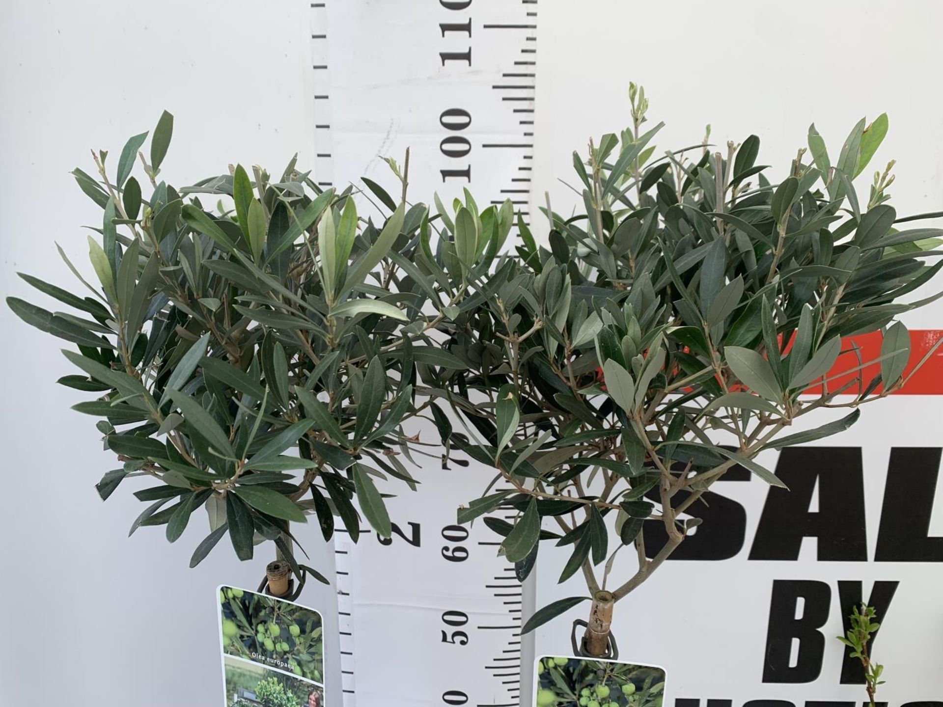 TWO STANDARD OLIVE TREES IN 3 LTR POTS HEIGHT 100CM NO VAT TO BE SOLD FOR THE TWO - Image 4 of 8