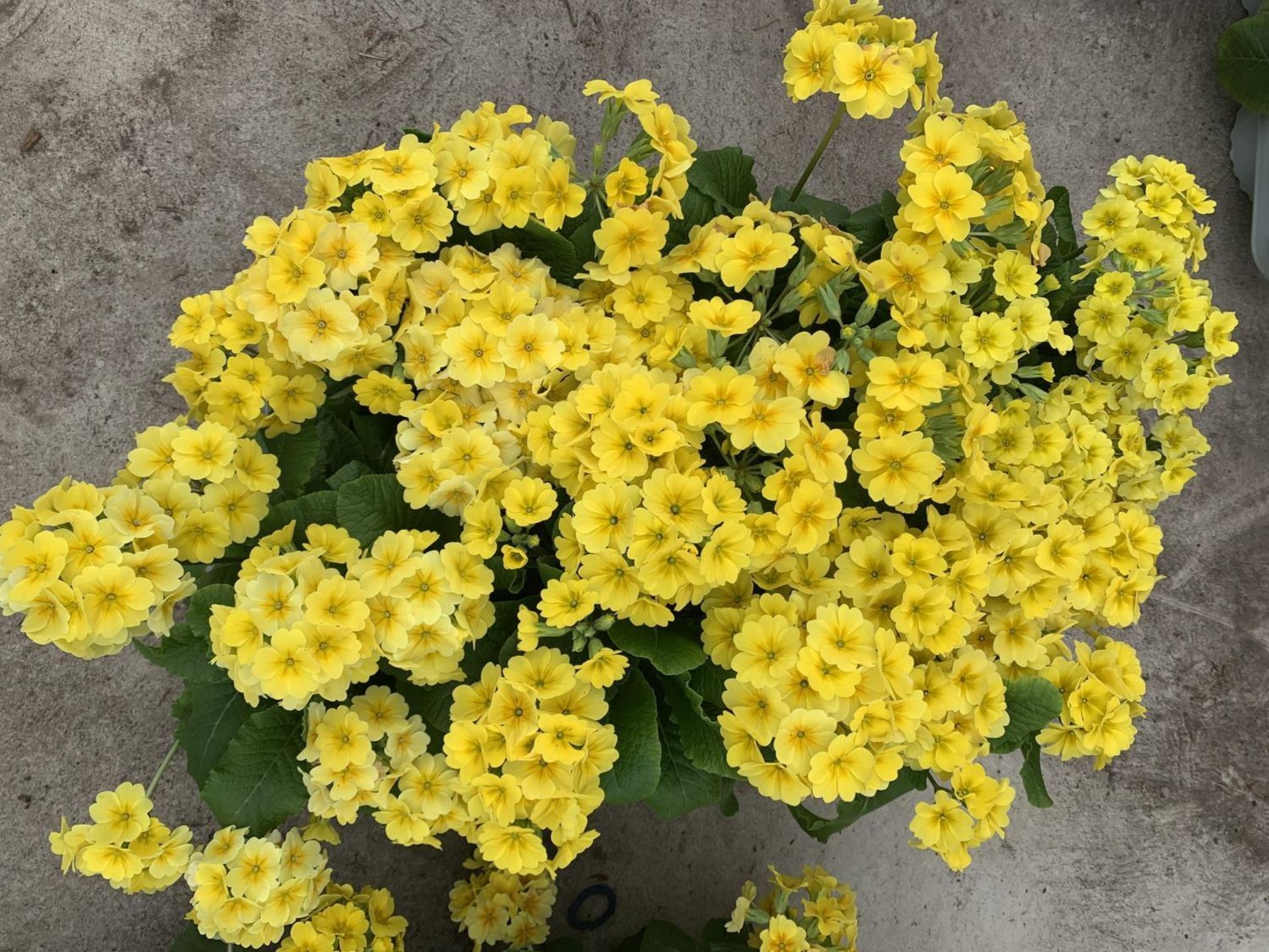 SIX GOLDEN NUGGET SCENTED YELLOW POLYANTHUS PLUS VAT TO BE SOLD FOR THE SIX - Image 2 of 4