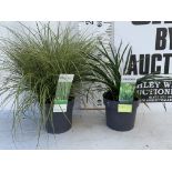 TWO HARDY AND EVERGREEN GRASSES CAREX BRUNNEA AND MORROWII IN 3 LTR POTS 50CM TALL PLUS VAT TO BE
