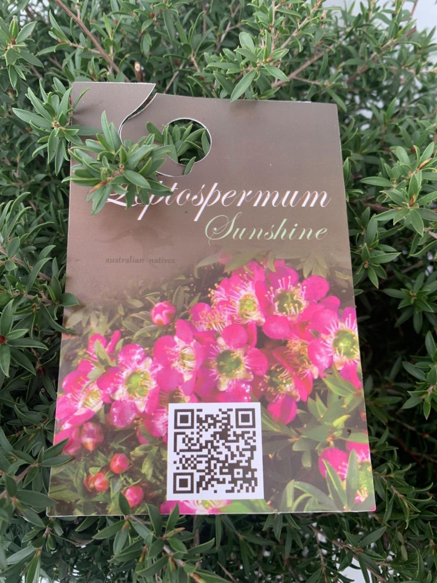 TWO LEPTOSPERMUM 'SUNSHINE' PINK SHRUBS APPROX 60CM IN HEIGHT IN FIVE LTR POTS PLUS VAT TO BE SOLD - Image 8 of 8