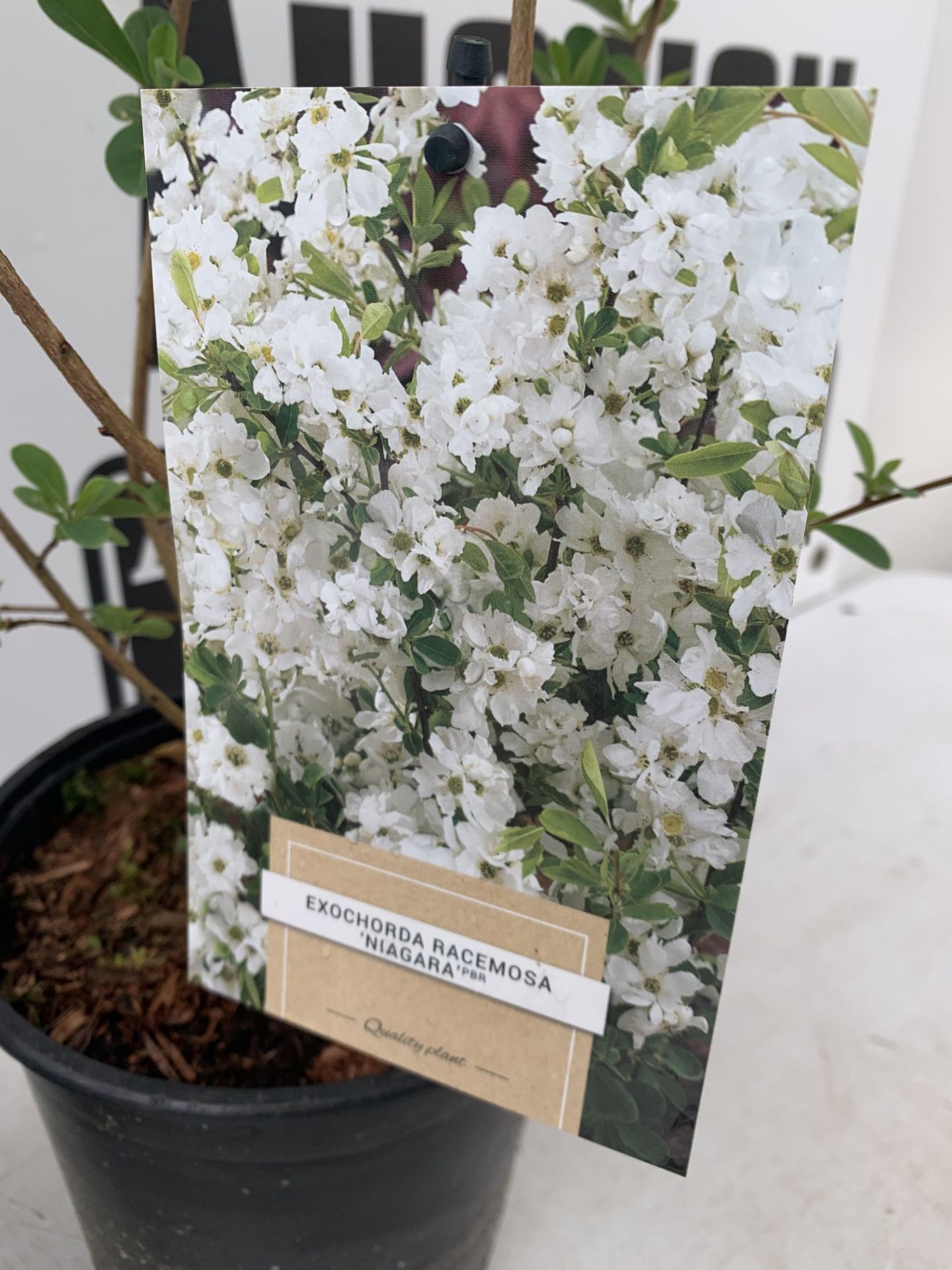 TWO EXOCHORDA RACEMOSA 'NIAGARA' IN 2 LTR POTS APPROX 65CM IN HEIGHT PLUS VAT TO BE SOLD FOR THE TWO - Image 6 of 11
