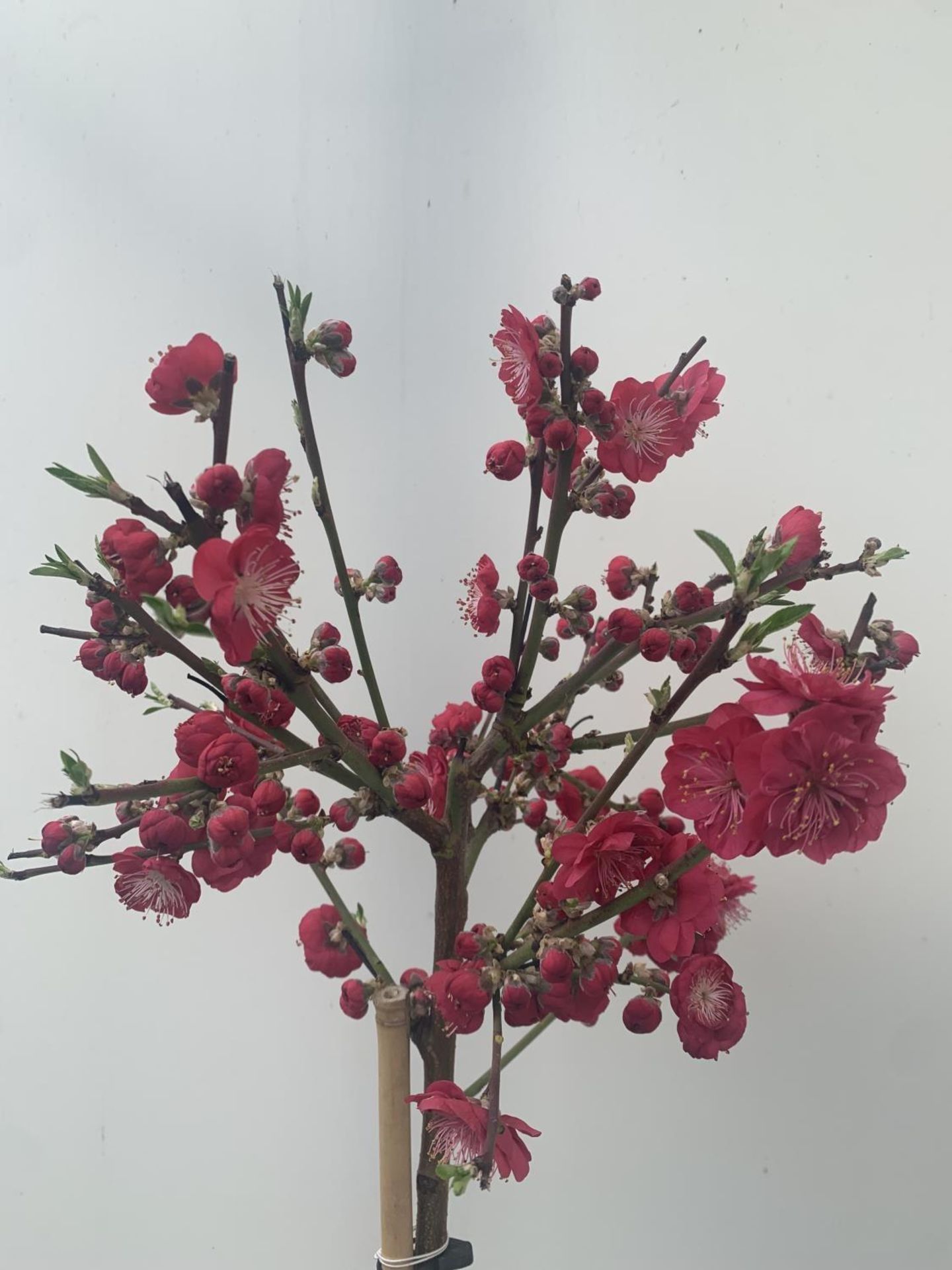 ONE FLOWERING CHERRY PRUNUS PERSICA 'MELRED' RED APPROX 110CM IN HEIGHT IN A 4LTR POT PLUS VAT - Image 10 of 14
