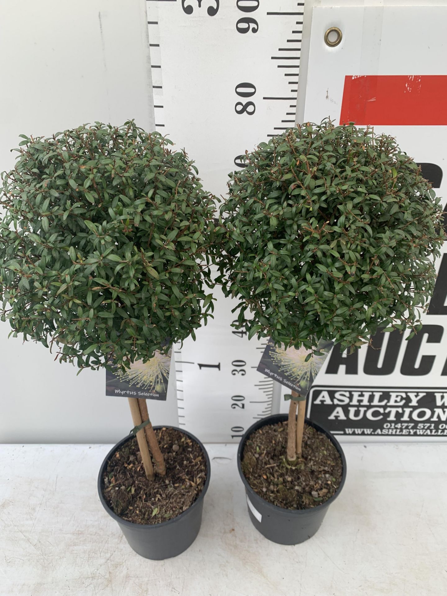 TWO MYRTUS SELECTION STANDARD TREES APPROX 85CM IN HEIGHT IN 2 LTR POTS PLUS VAT TO BE SOLD FOR - Image 3 of 8