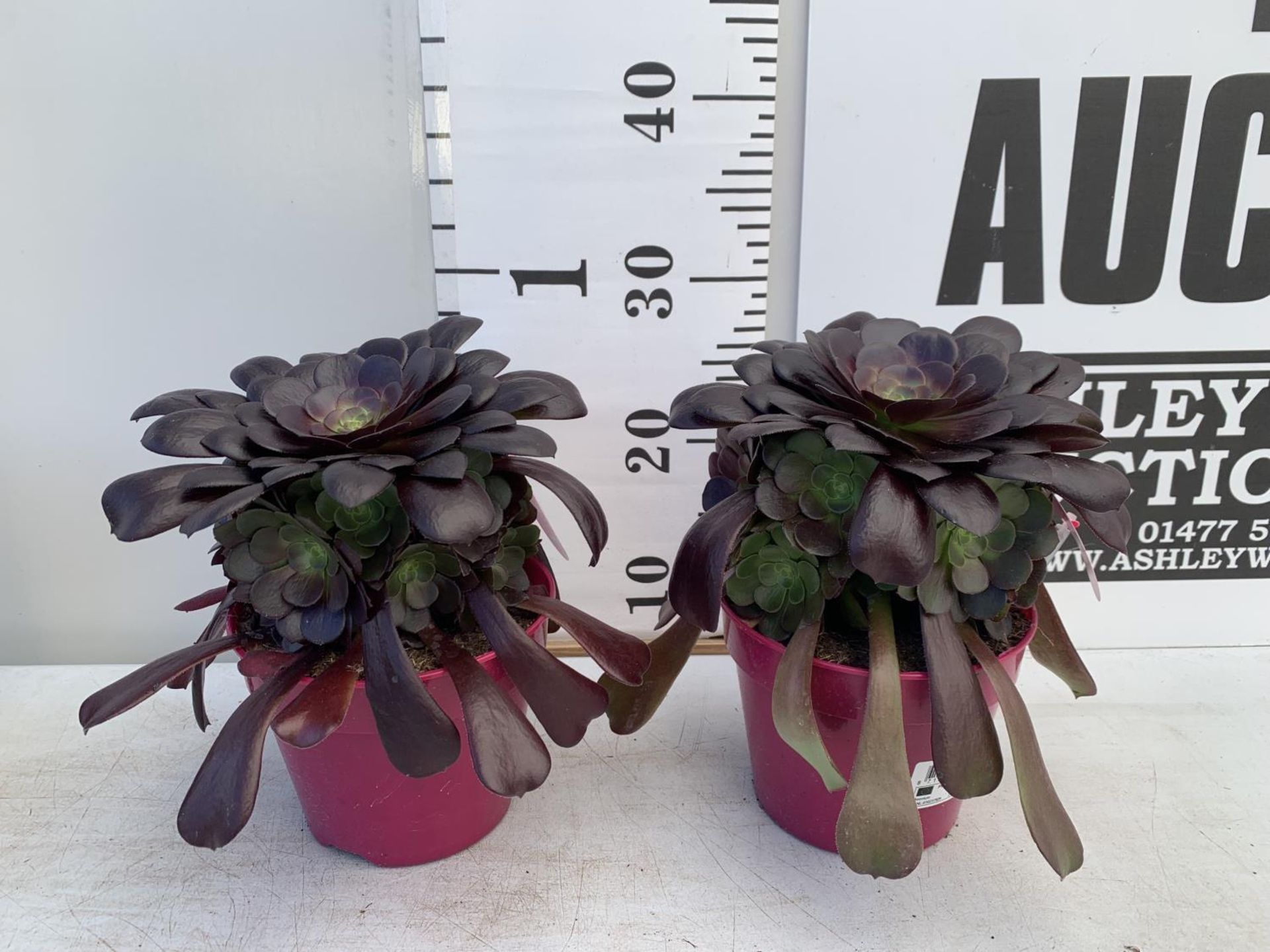 TWO AEONIUM ARBOREUM VELOURS IN 1 LTR POTS 25CM TALL PLUS VAT TO BE SOLD FOR THE TWO - Image 2 of 6