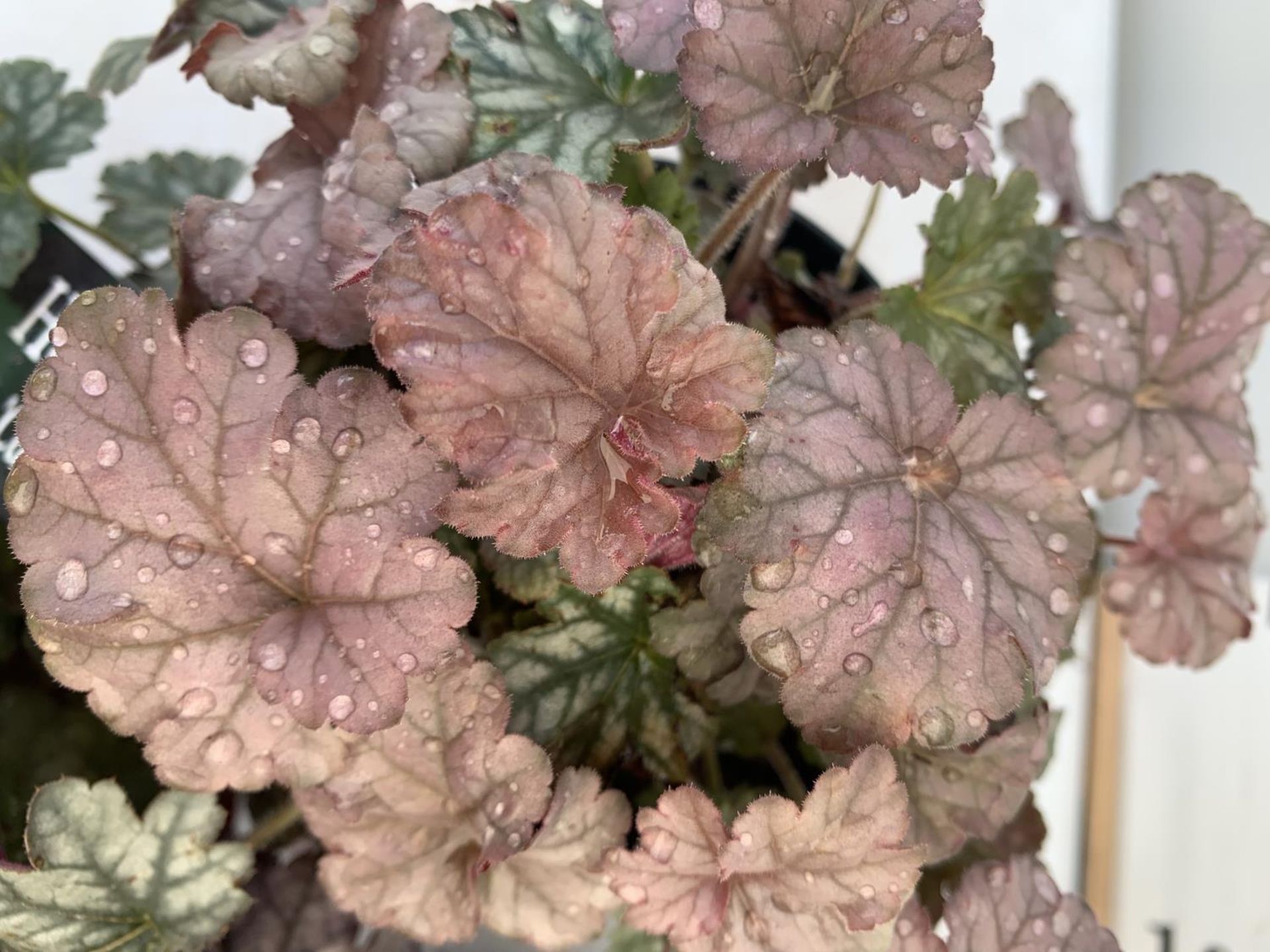 THREE HEUCHERA 'CARNIVAL' IN 2 LTR POTS PLUS VAT TO BE SOLD FOR THE THREE - Image 6 of 8