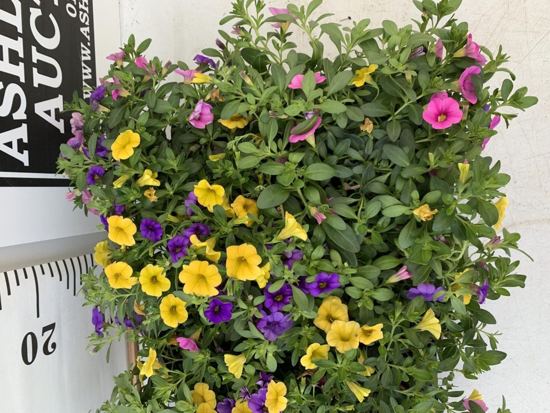 EIGHT POTS CALIBRACHOA TRIOBELLS IN 2 LTR POTS PLUS VAT TO BE SOLD FOR THE EIGHT - Image 8 of 8