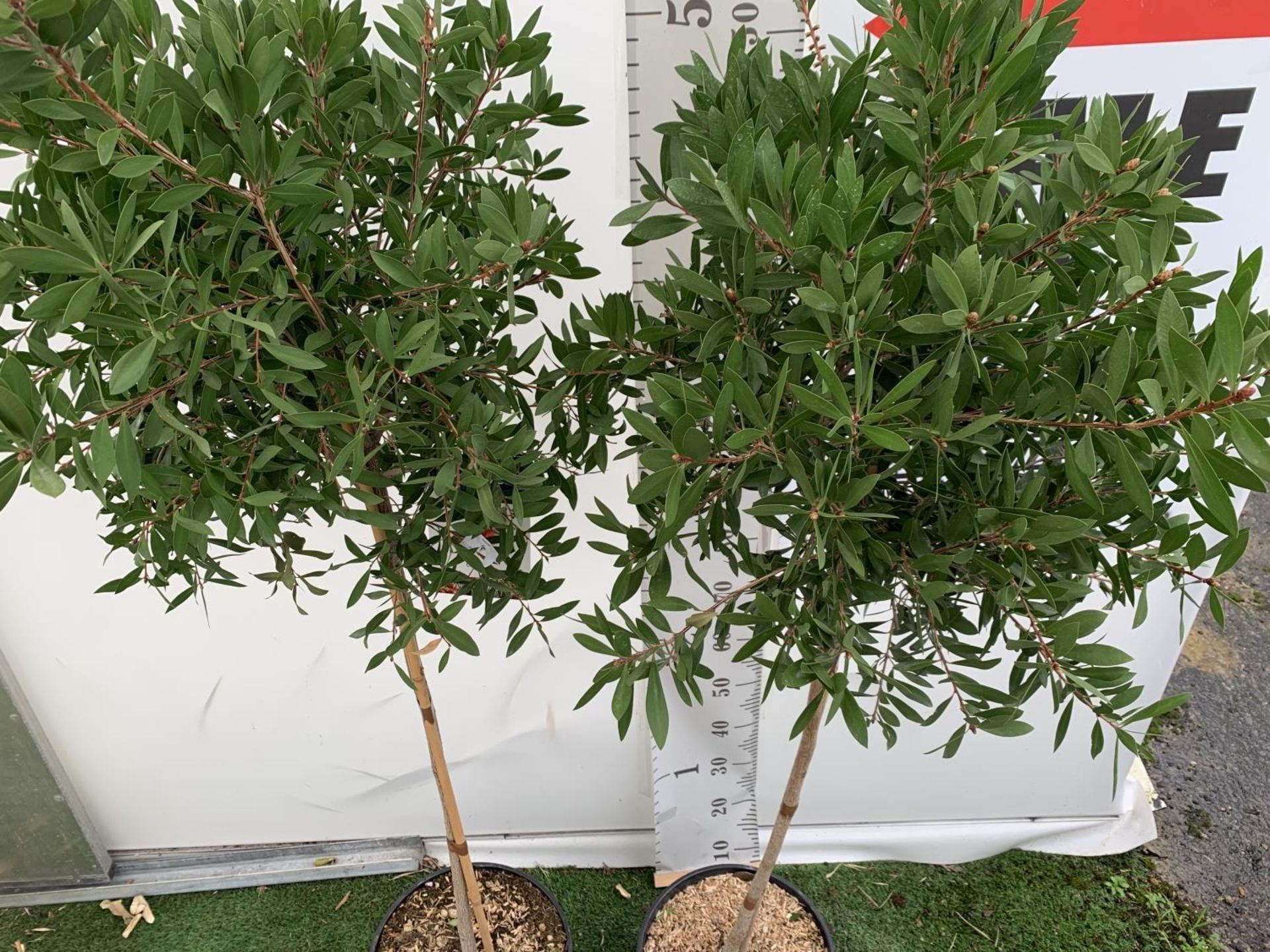 TWO CALLISTEMON BOTTLE BRUSH STANDARD TREES APPROX 170CM IN HEIGHT IN 10 LTR POTS PLUS VAT TO BE - Image 8 of 14