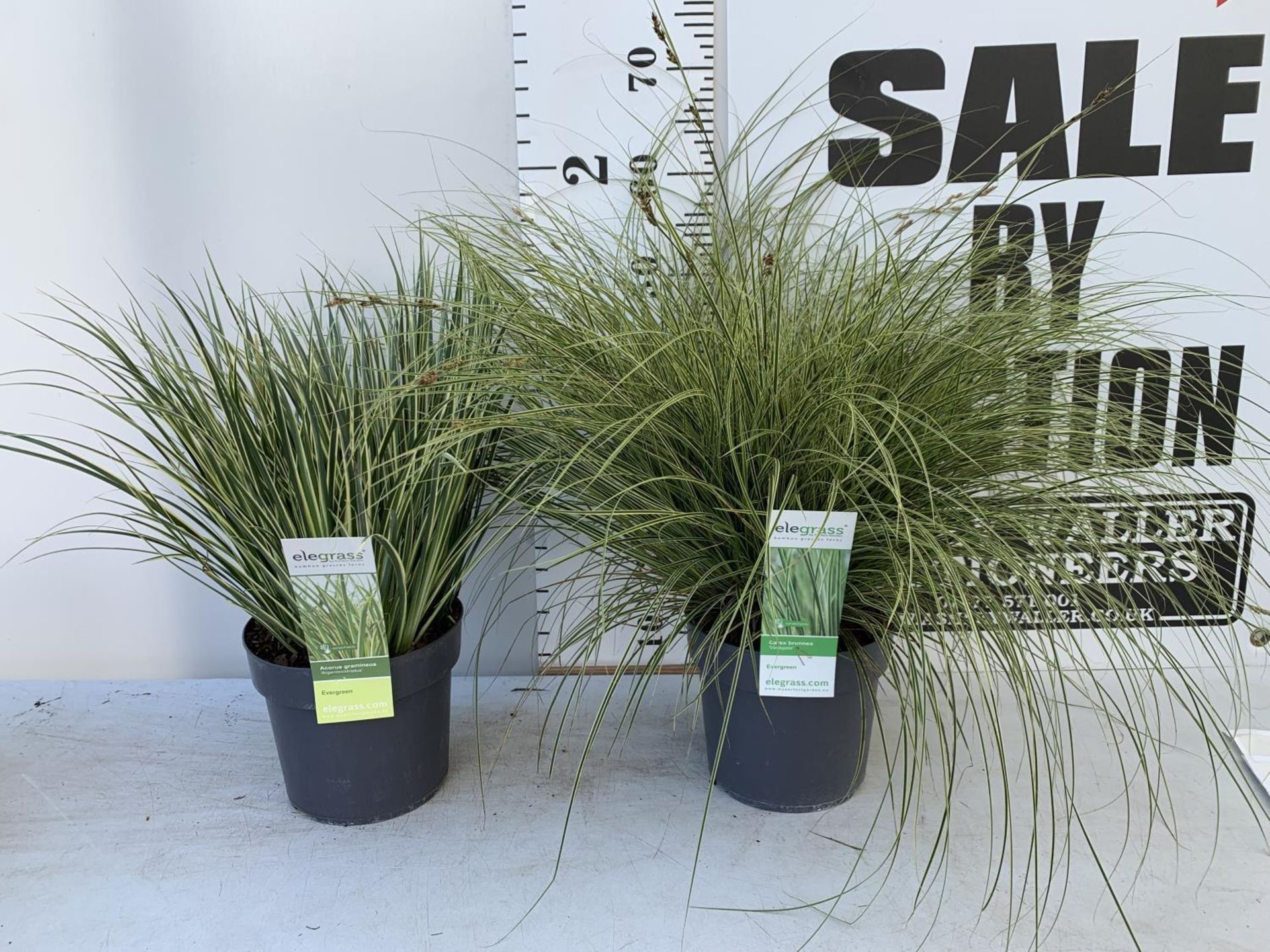 TWO HARDY AND EVERGREEN GRASSES CAREX BRUNNEA AND ACOURAS GRAMINEUS IN 3 LTR POTS 60CM TALL PLUS VAT - Image 2 of 10