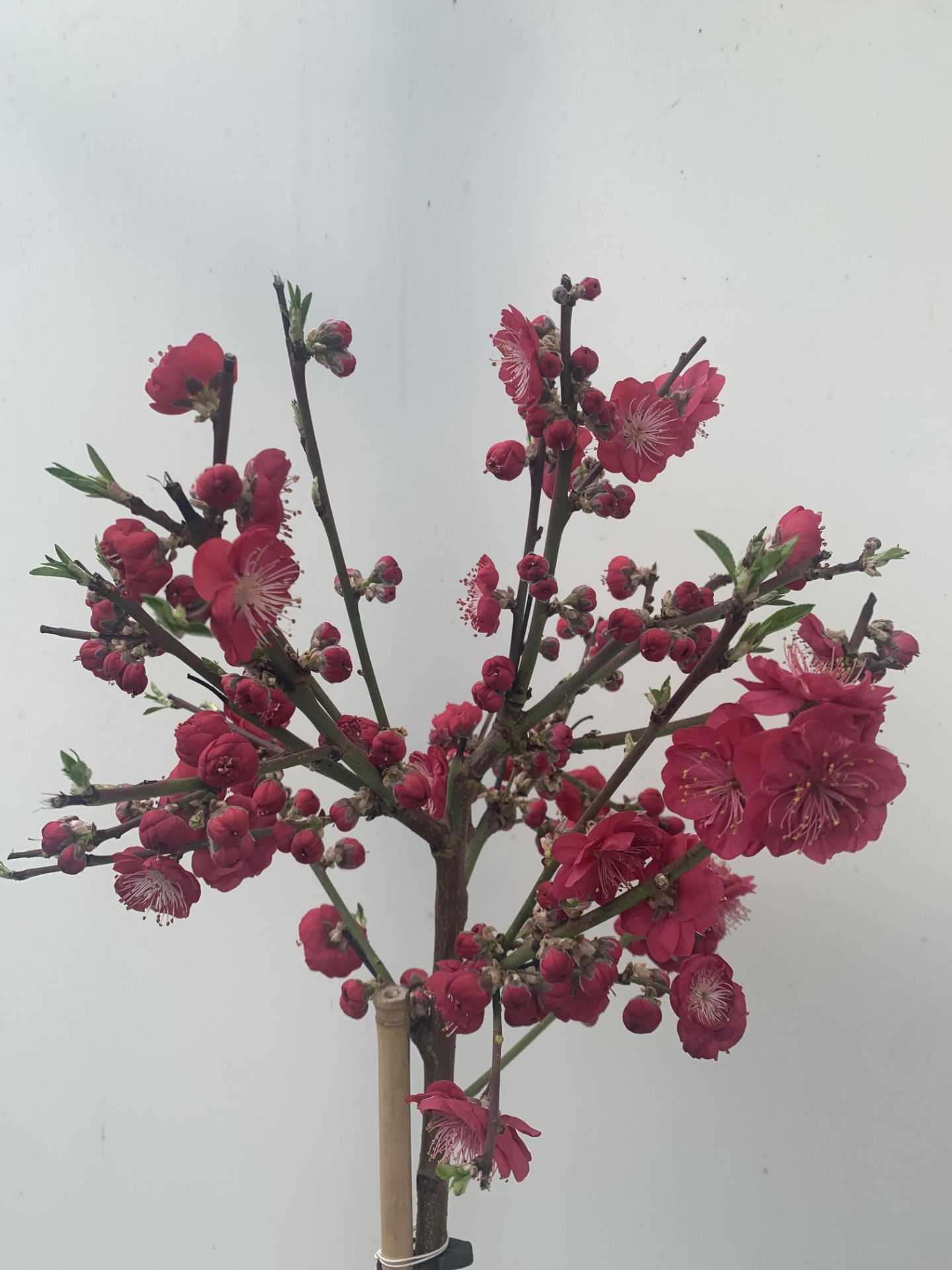 ONE FLOWERING CHERRY PRUNUS PERSICA 'MELRED' RED APPROX 110CM IN HEIGHT IN A 4LTR POT PLUS VAT - Image 9 of 14