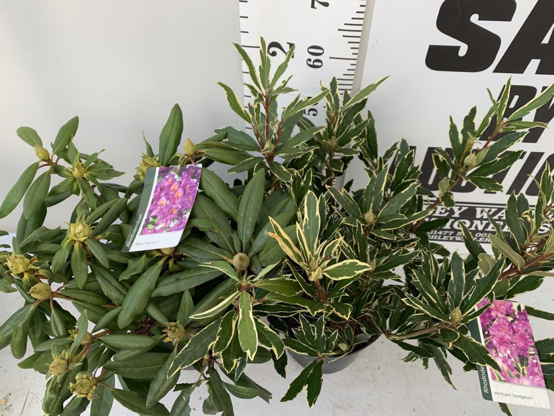 TWO RHODODENDRON PONTICUM AND VARIEGATUM AND MARCEL MENARD IN 5 LTR POTS 60CM TALL PLUS VAT TO BE - Image 4 of 10