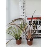 TWO PHORMIUM TENAX 'RAINBOW QUEEN' IN 3 LTR POTS APPROX 1M IN HEIGHT PLUS VAT TO BE SOLD FOR THE TWO