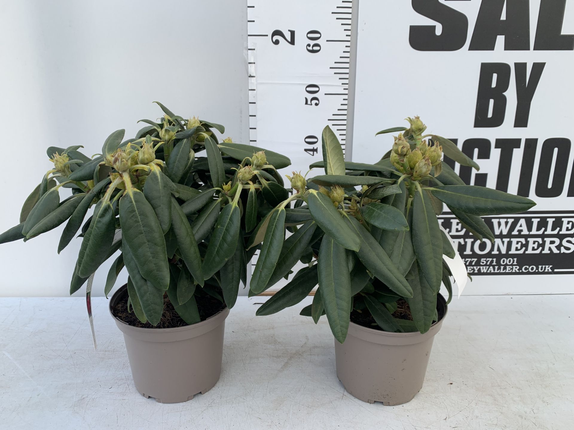 TWO RHODODENDRONS FANTASTICA RED IN 3 LTR POTS APPROX 70CM IN HEIGHT PLUS VAT TO BE SOLD FOR THE TWO