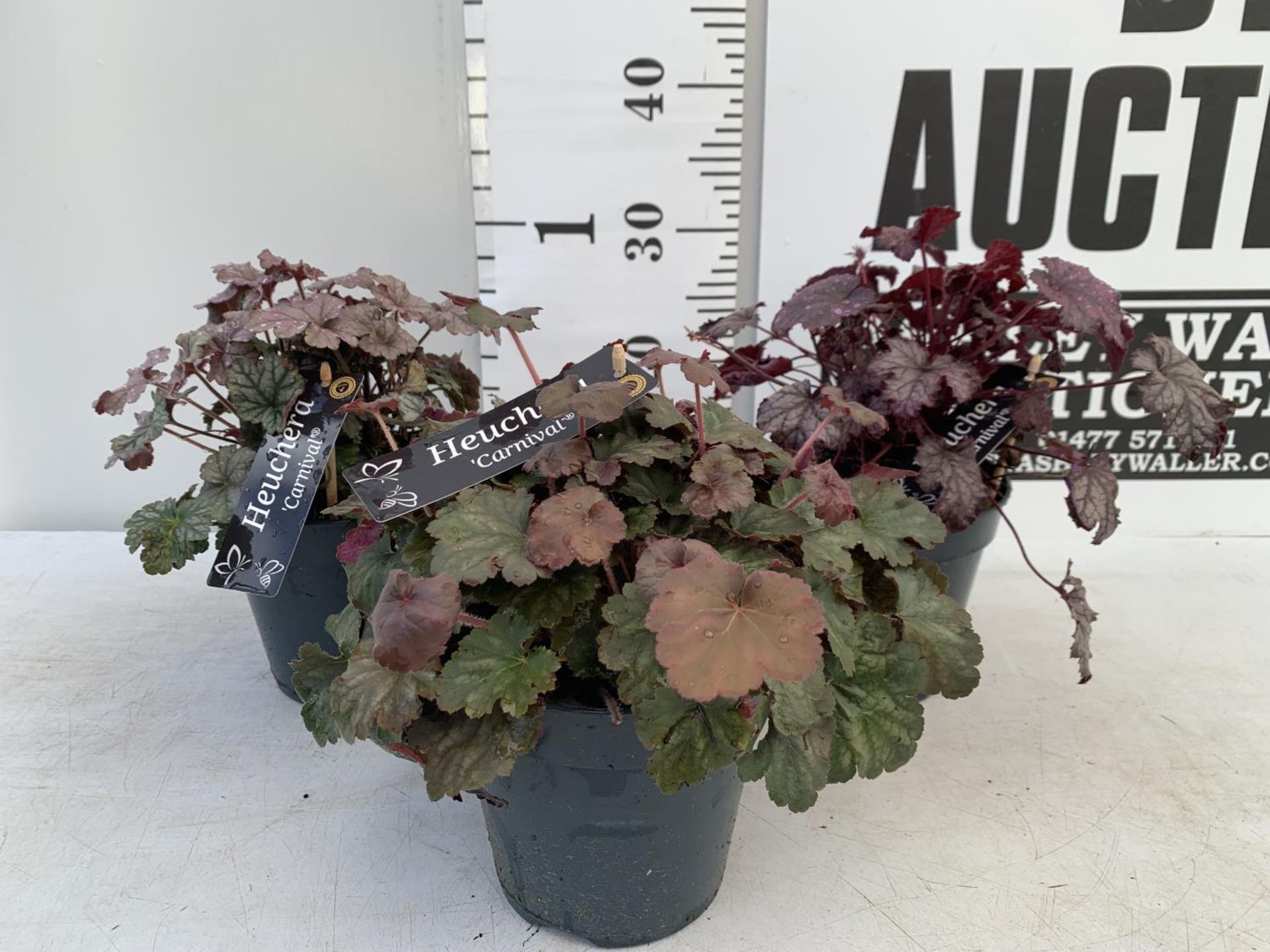 THREE HEUCHERA 'CARNIVAL' IN 2 LTR POTS PLUS VAT TO BE SOLD FOR THE THREE - Image 2 of 8