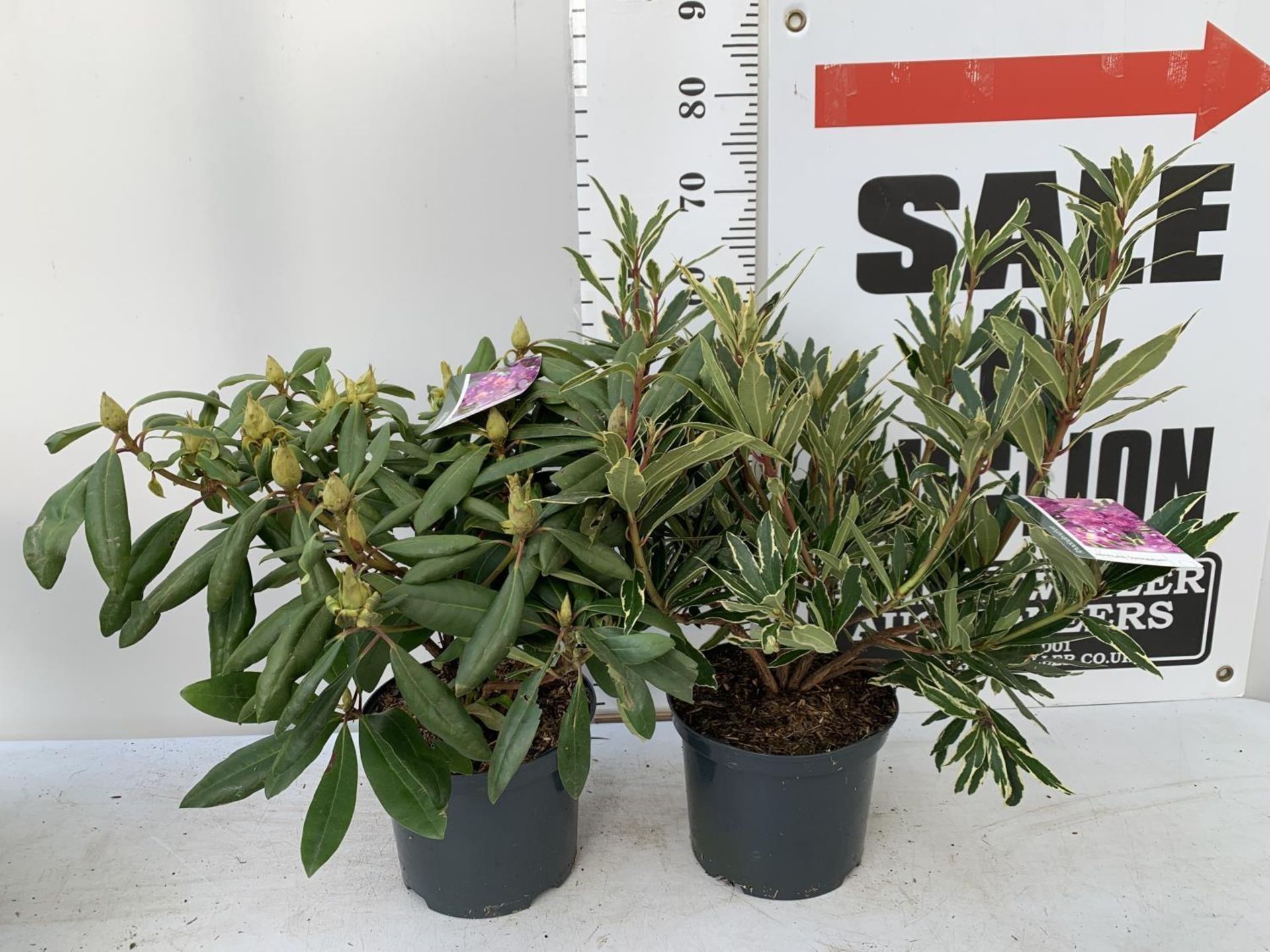 TWO RHODODENDRON PONTICUM AND VARIEGATUM AND MARCEL MENARD IN 5 LTR POTS 60CM TALL PLUS VAT TO BE - Image 2 of 10