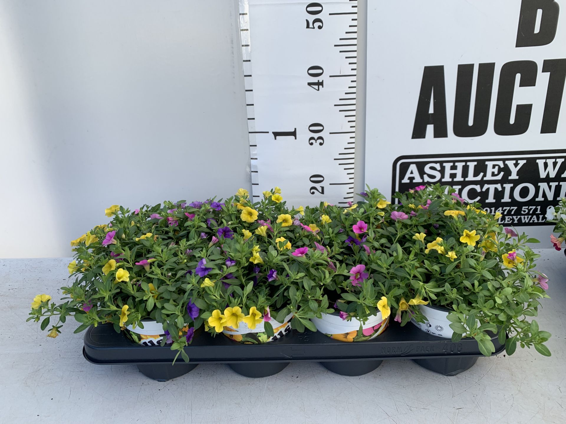EIGHT POTS CALIBRACHOA TRIOBELLS IN 2 LTR POTS PLUS VAT TO BE SOLD FOR THE EIGHT - Image 3 of 8
