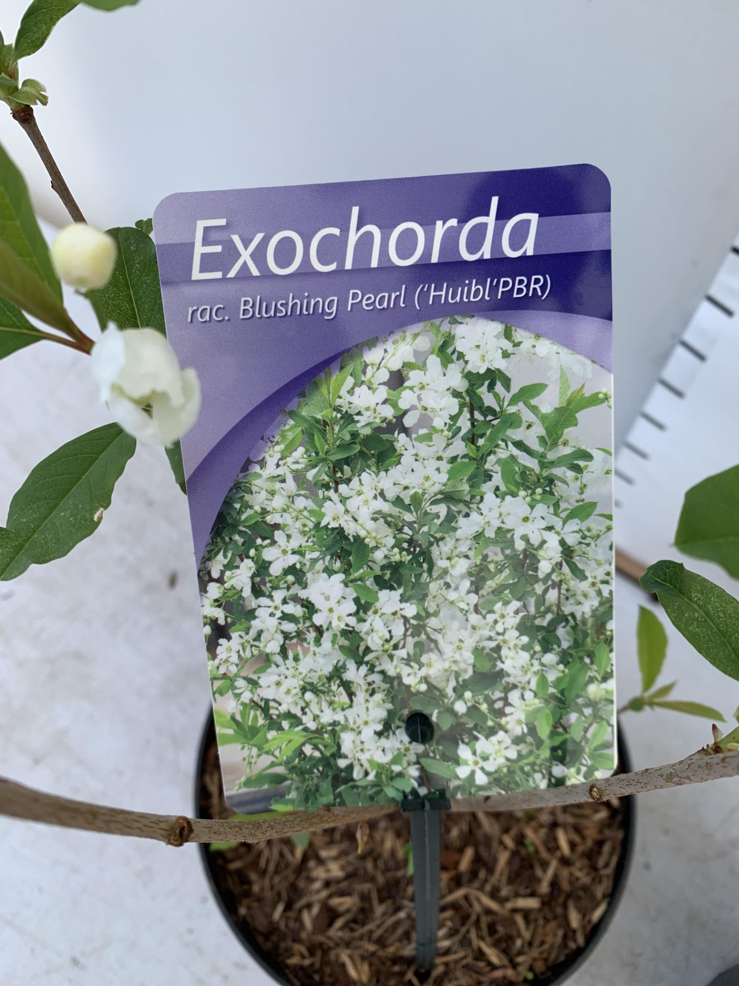 TWO EXOCHORDA BLUSHING PEARL IN 2 LTR POTS APPROX 60CM IN HEIGHT PLUS VAT TO BE SOLD FOR THE TWO - Image 11 of 12