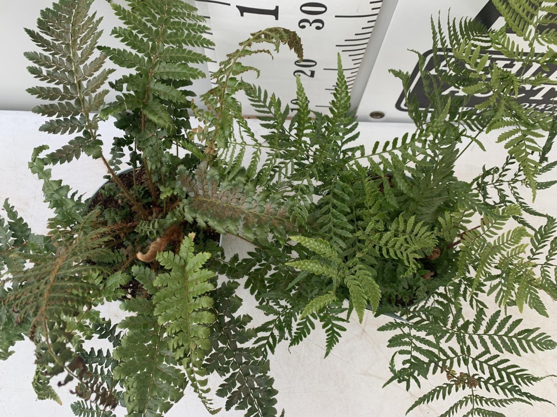 TWO FERNS 'DRYOPTERIS ERYTHROSORA' AND 'POLYSTICHUM POLYBLEPHARUM JADE' IN 2 LTR POTS APPROX 40CM IN - Image 4 of 8