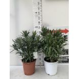 TWO OLEANDER NERIUM SHRUBS WHITE AND RED APPROX 80CM IN HEIGHT IN 10 LTR POTS PLUS VAT TO BE SOLD