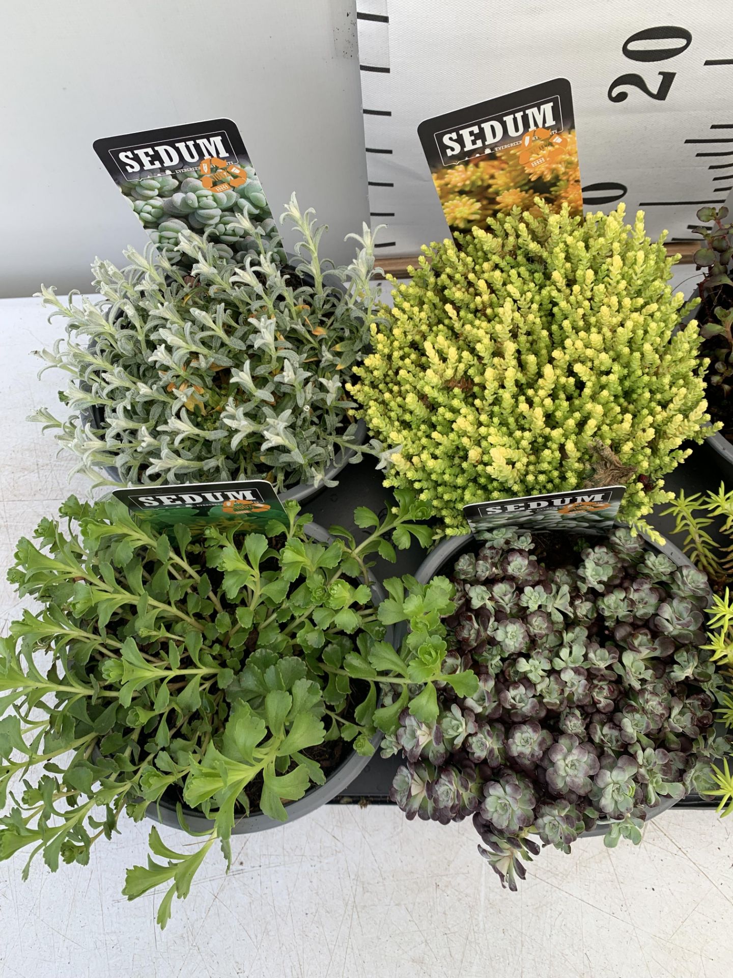 EIGHT VARIOUS EVERGREEN SEDUM IN P14 POTS PLUS VAT TO BE SOLD FOR THE EIGHT - Image 7 of 12