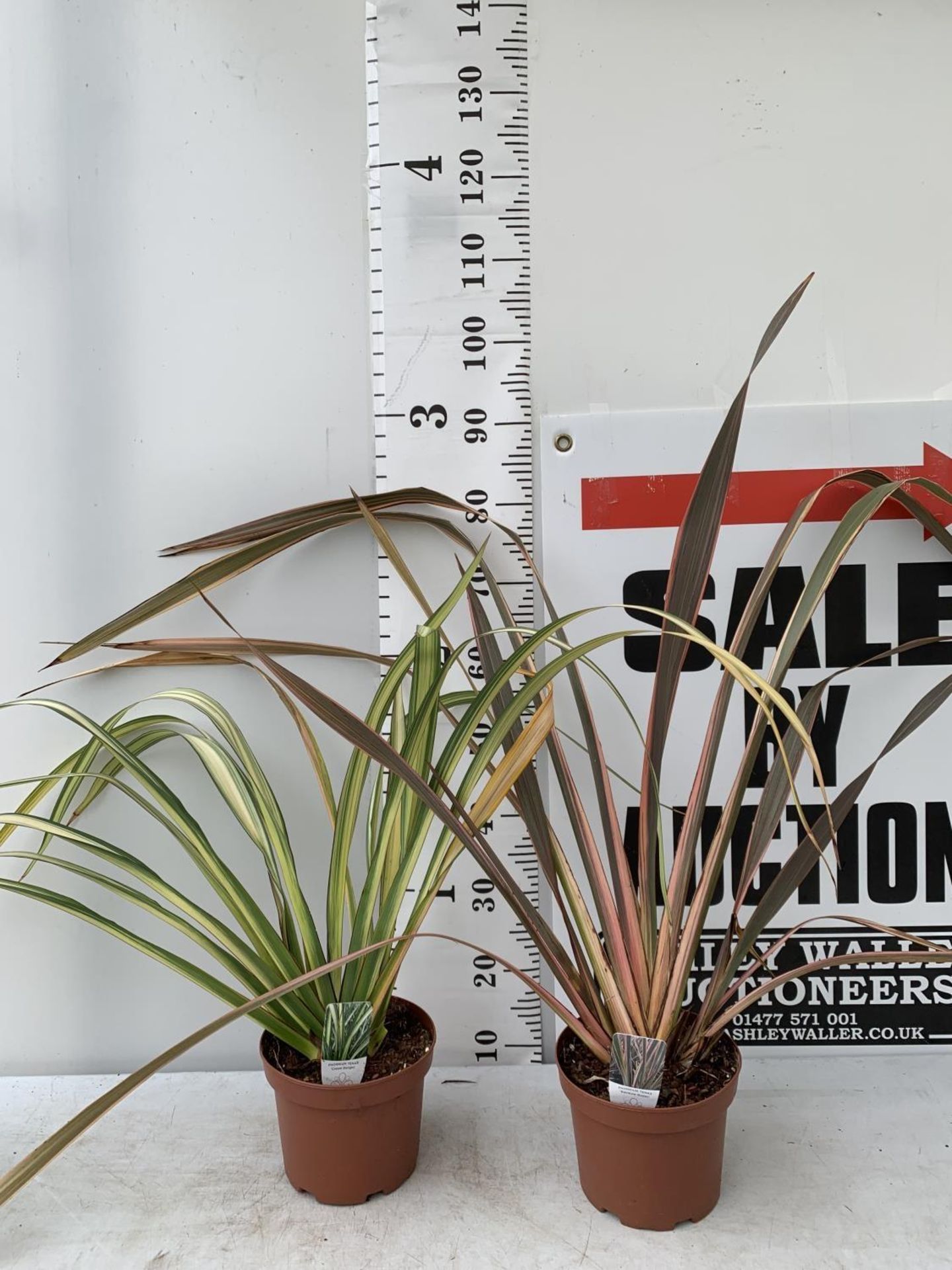TWO PHORMIUM TENAX 'RAINBOW QUEEN' IN 3 LTR POTS APPROX 1M IN HEIGHT PLUS VAT TO BE SOLD FOR THE TWO - Image 2 of 12
