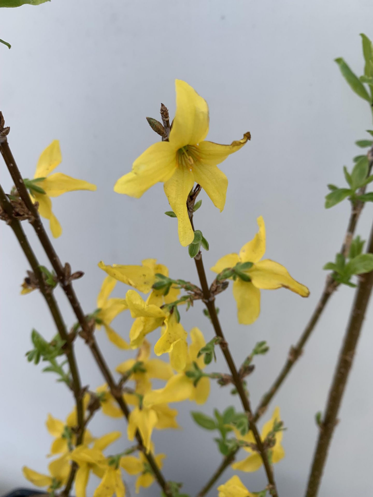 TWO FORSYTHIA MINIGOLD IN TWO LITRE POTS 55CM TALL PLUS VAT TO BE SOLD FOR THE TWO - Image 7 of 8