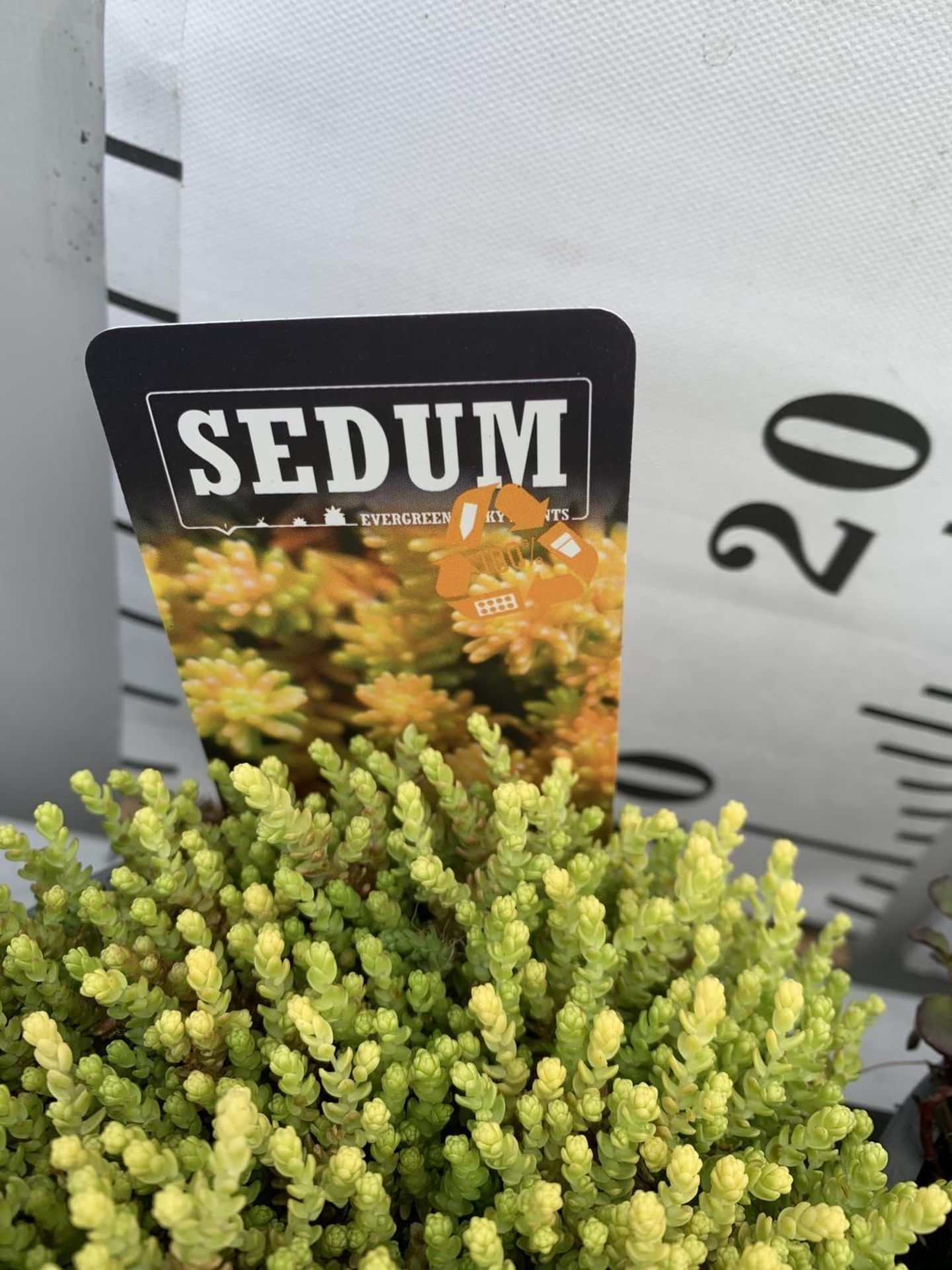 EIGHT VARIOUS EVERGREEN SEDUM IN P14 POTS PLUS VAT TO BE SOLD FOR THE EIGHT - Image 4 of 12