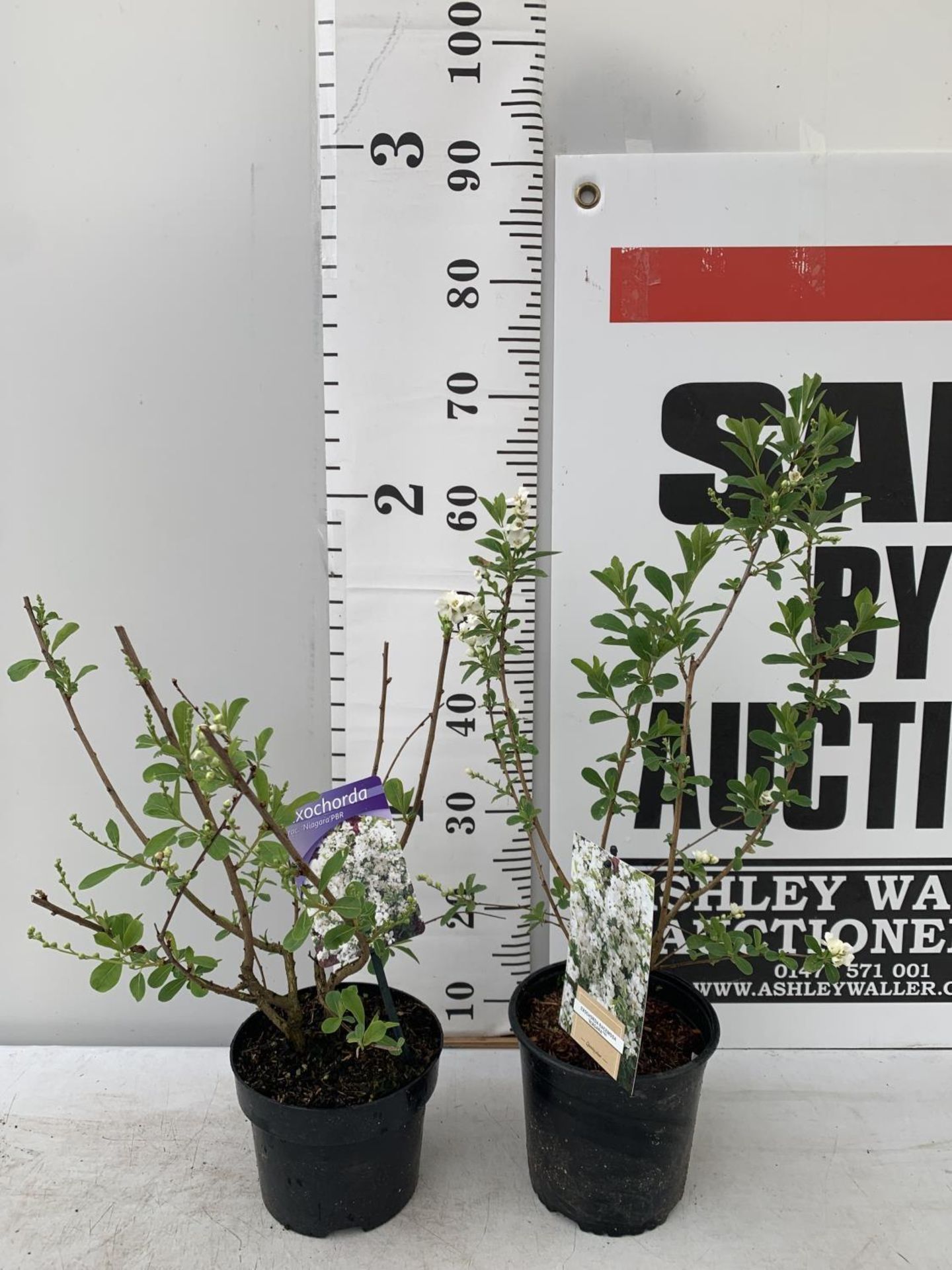 TWO EXOCHORDA RACEMOSA 'NIAGARA' IN 2 LTR POTS APPROX 65CM IN HEIGHT PLUS VAT TO BE SOLD FOR THE TWO - Image 2 of 11