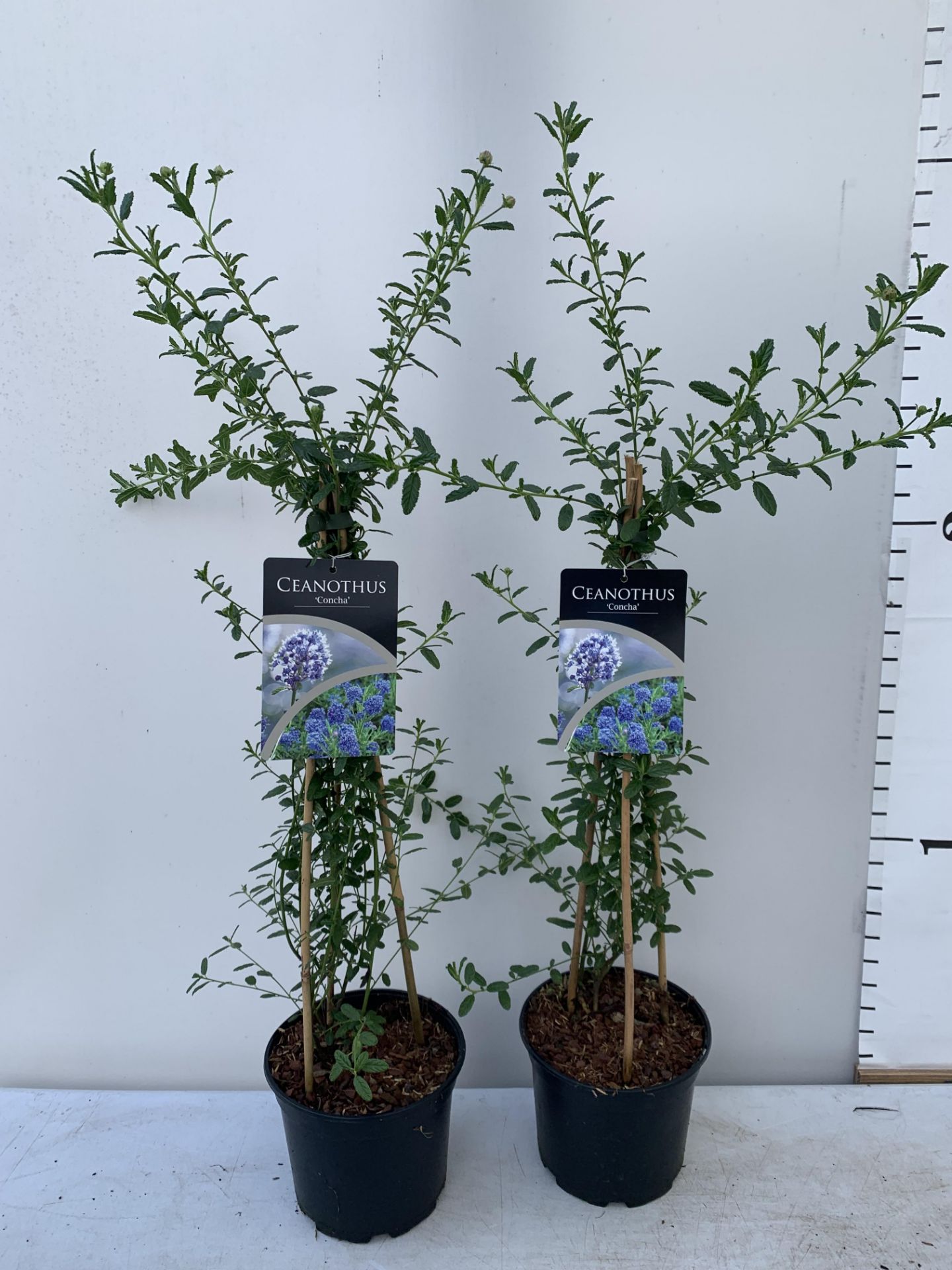 TWO CEANOTHUS CONCHA ON A PYRAMID FRAME 90CM TALL PLUS VAT TO BE SOLD FOR THE TWO - Image 3 of 8
