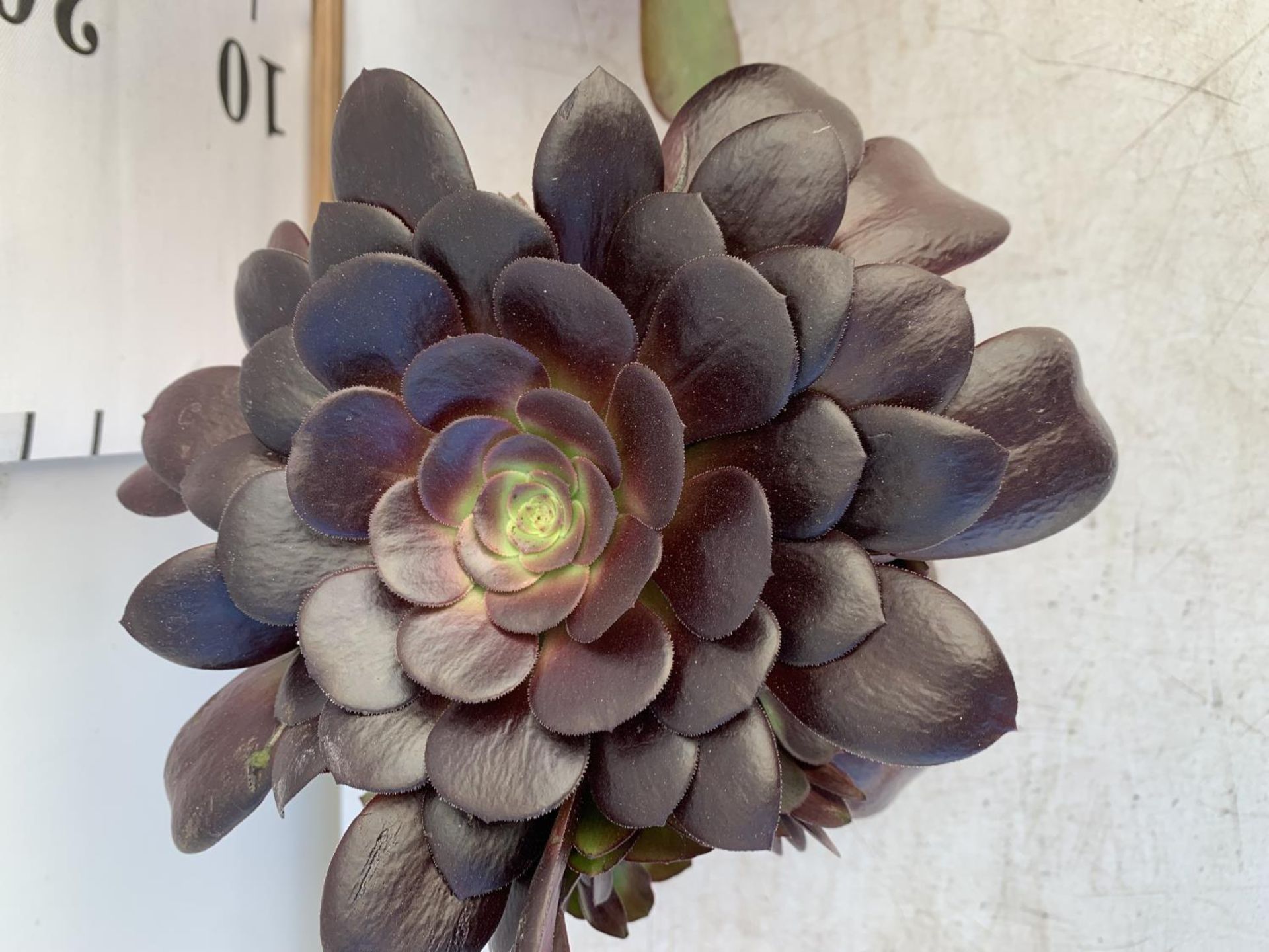 TWO AEONIUM ARBOREUM VELOURS IN 1 LTR POTS 25CM TALL PLUS VAT TO BE SOLD FOR THE TWO - Image 8 of 8