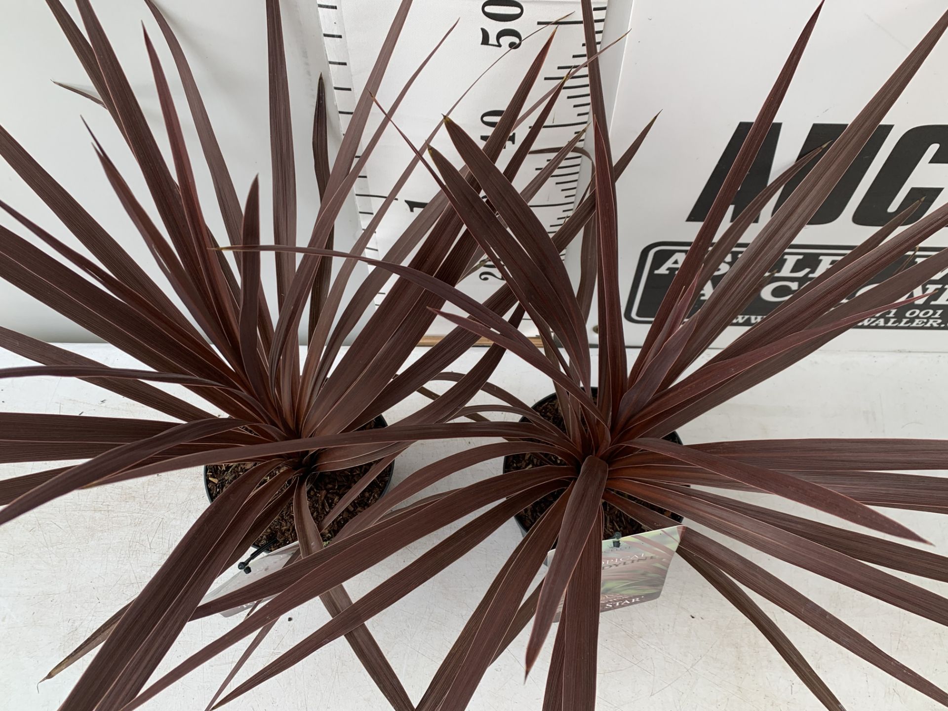 TWO CORDYLINE AUSTRALIS RED STAR IN 2 LTR POTS HEIGHT 60CM PLUS VAT TO BE SOLD FOR THE TWO - Image 3 of 8